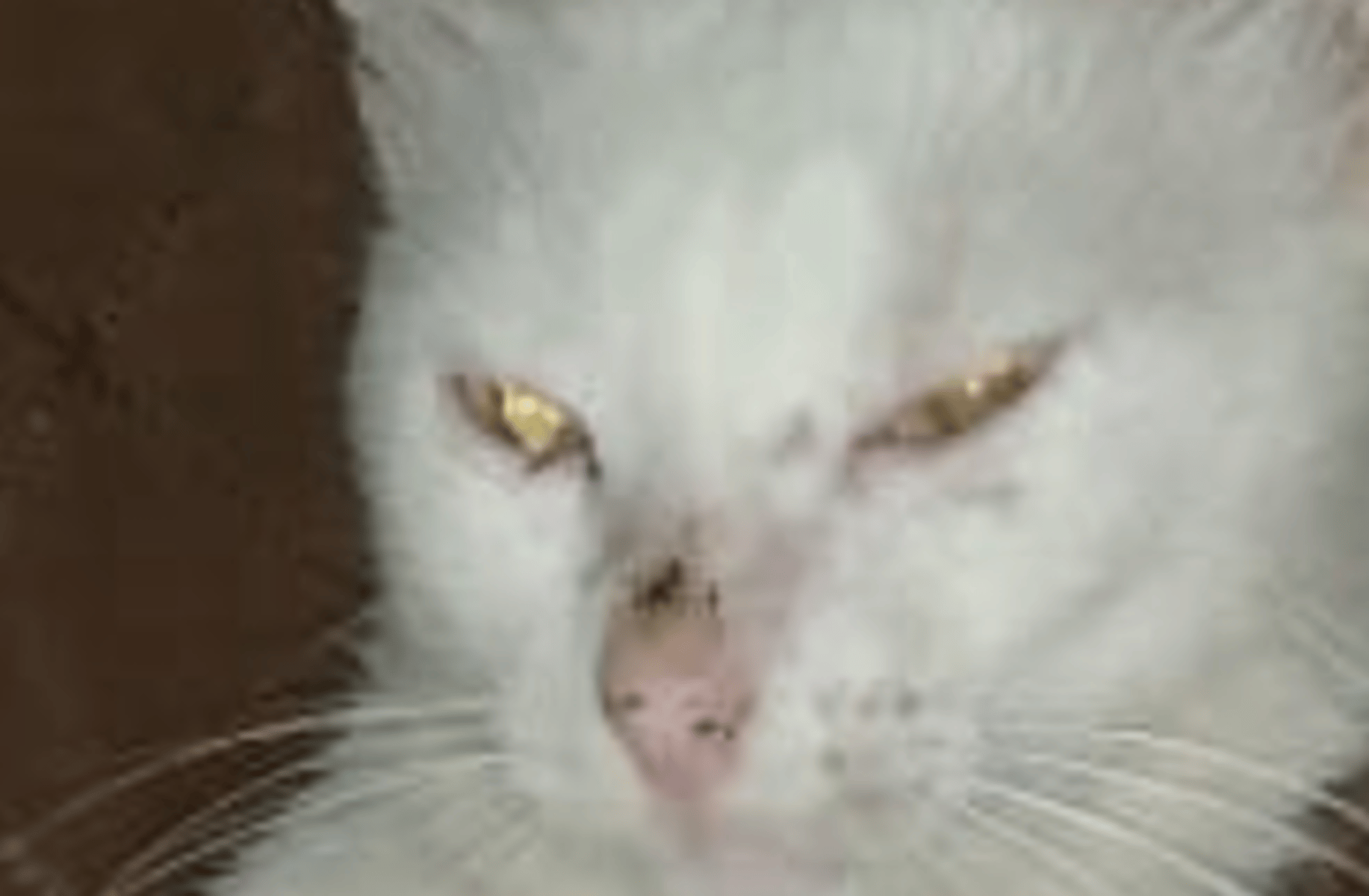 Yuka el gato chill