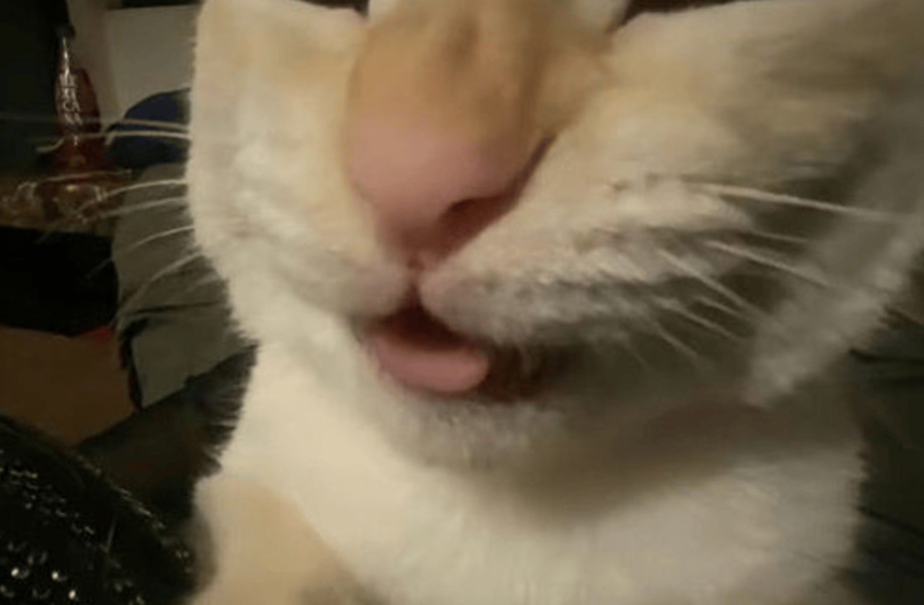 Fritz