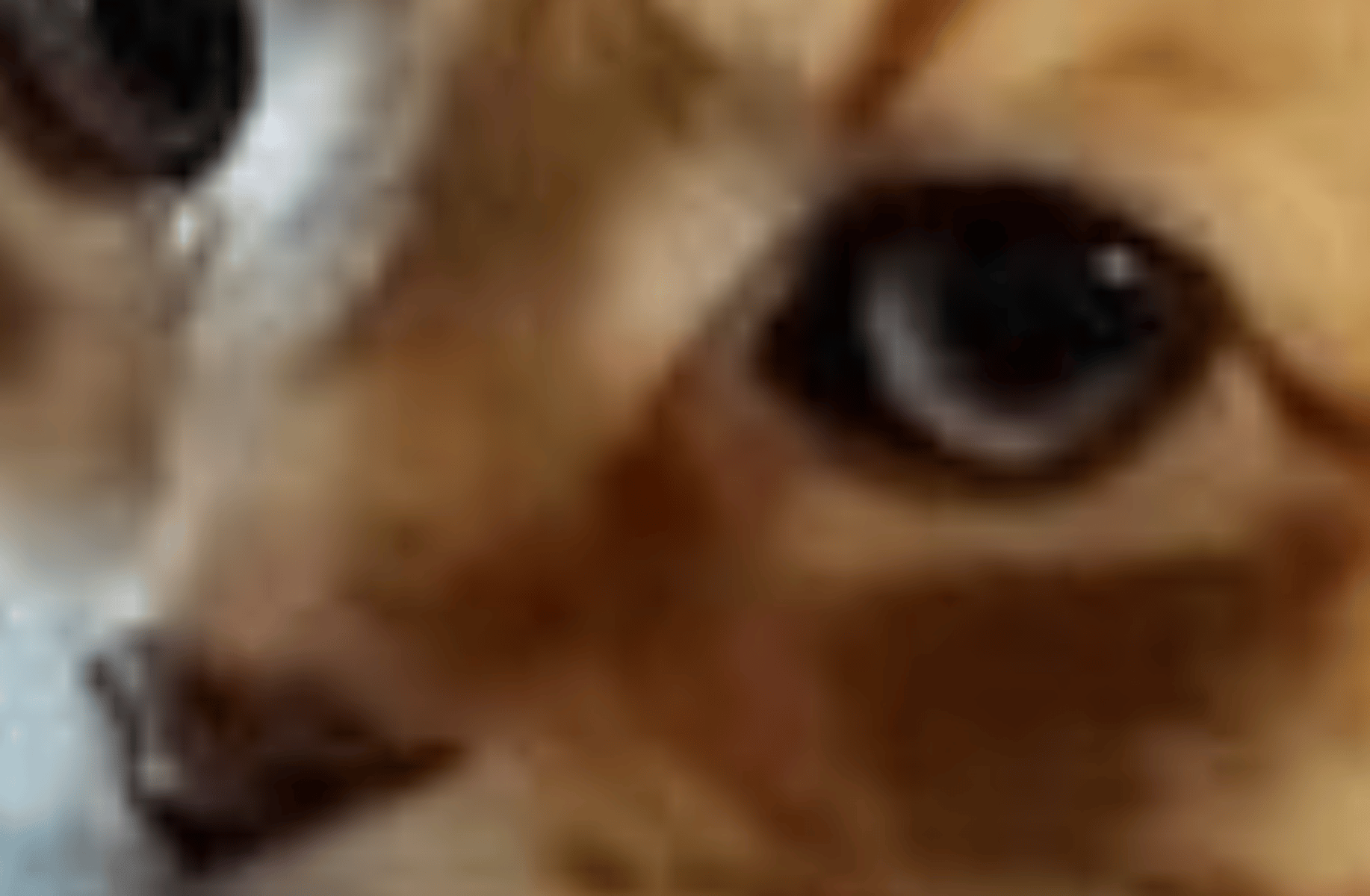 cat streamer