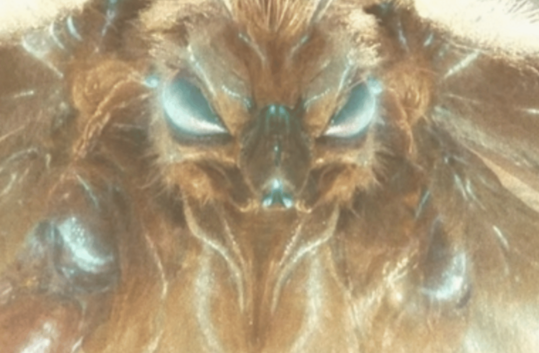 Mothra 2024