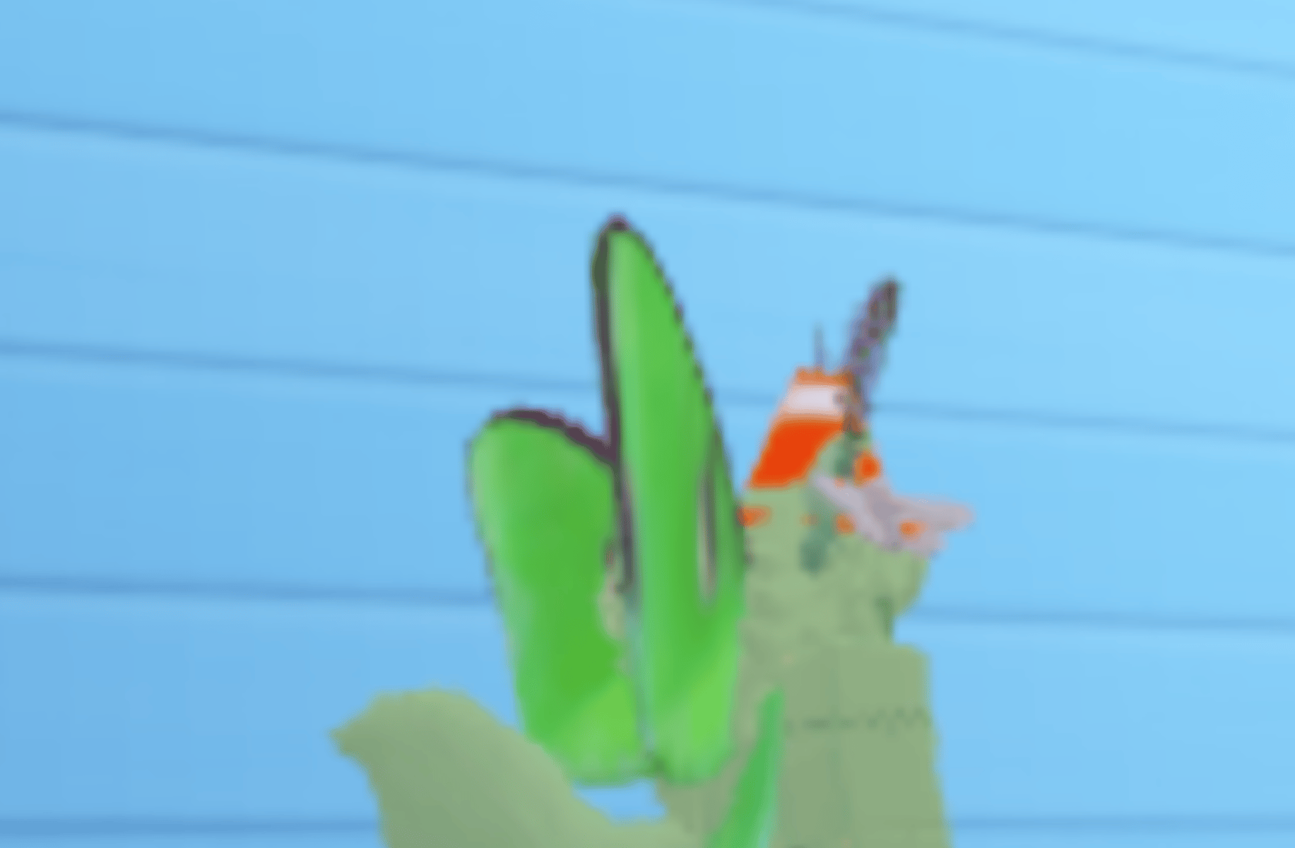 Noodle the zombie moth