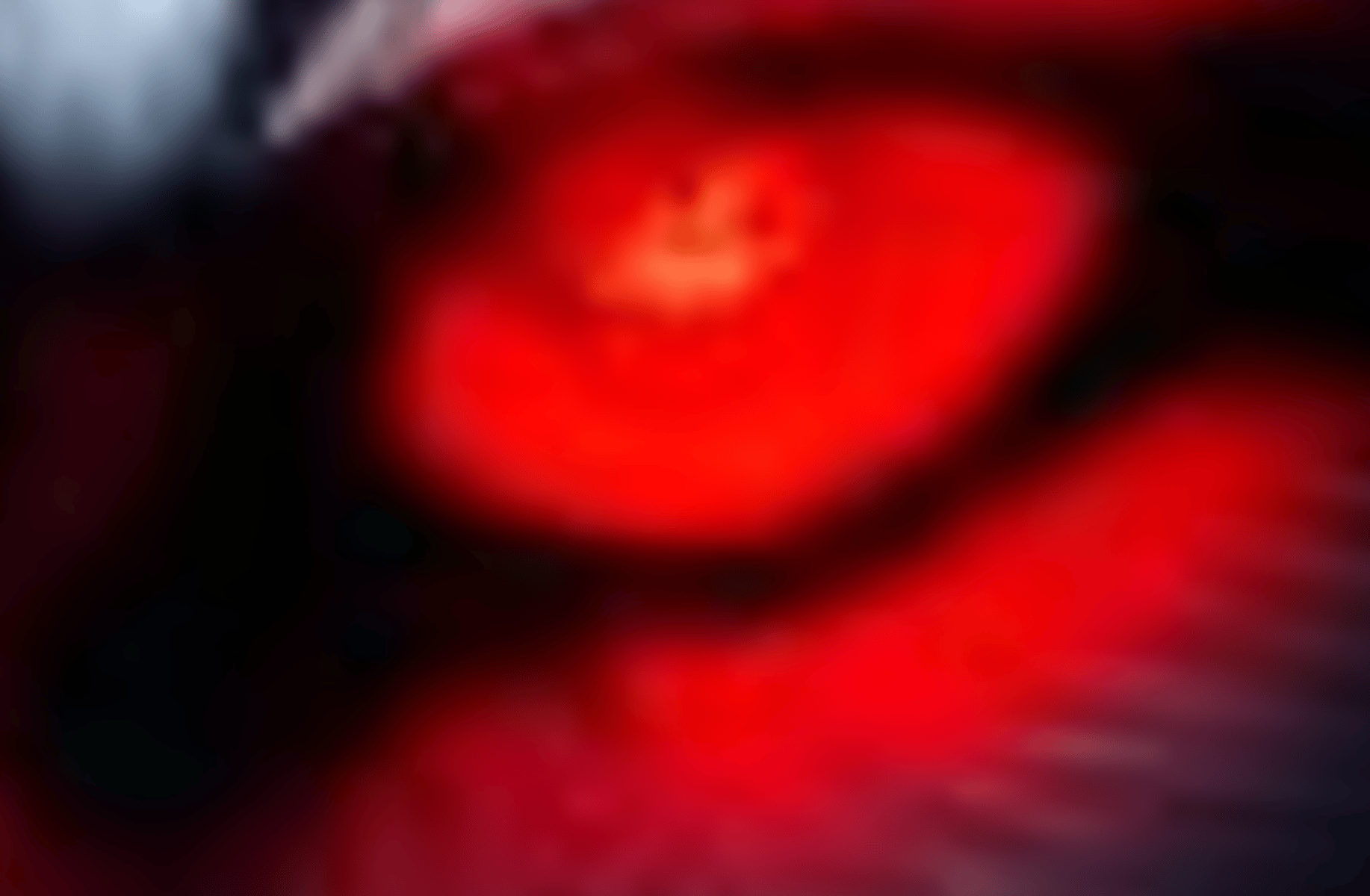 Red Wolf of Radagon