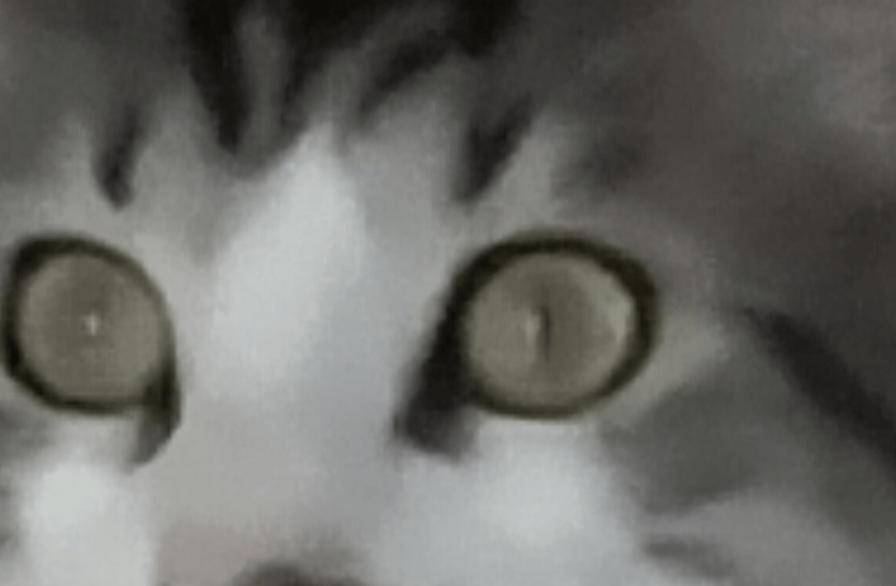 Jake
