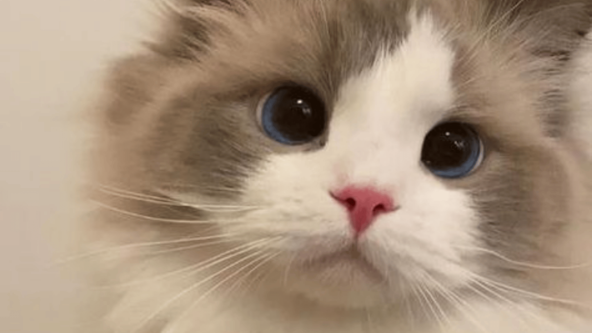 Mochi