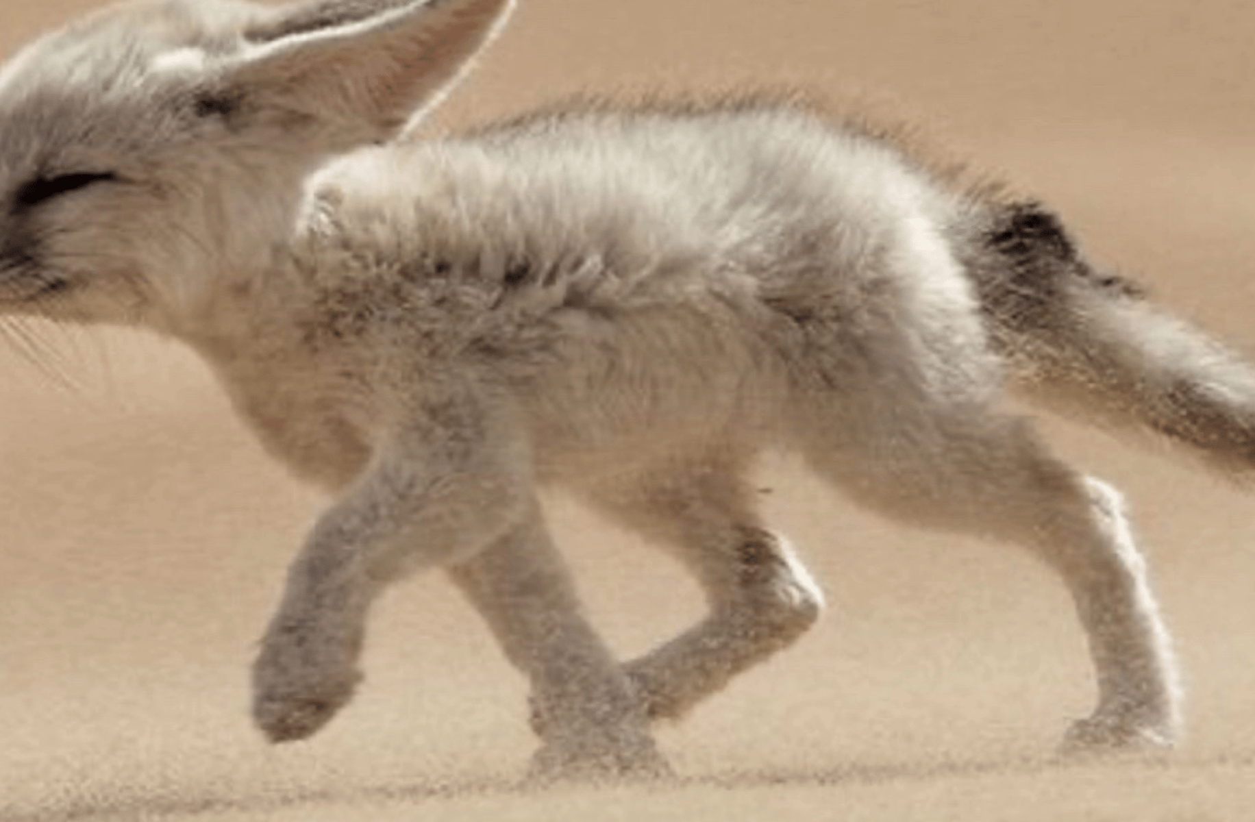 Stardust the fennec fox