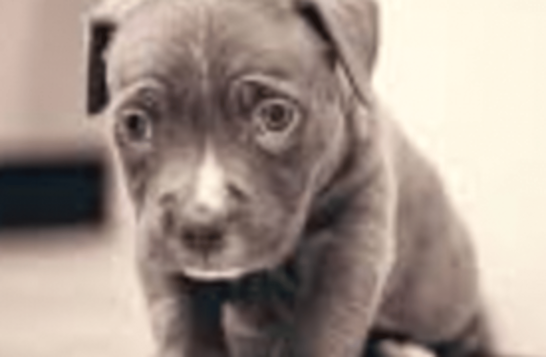 Sad small puppy