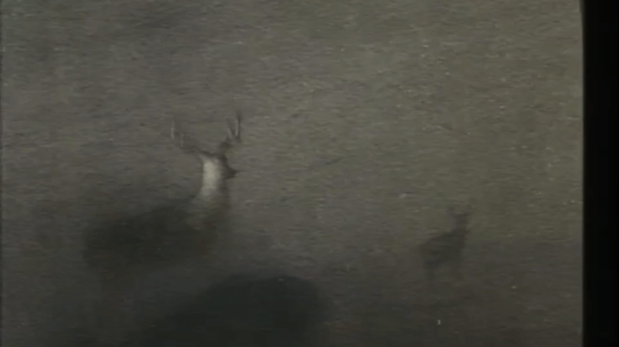 Bambi