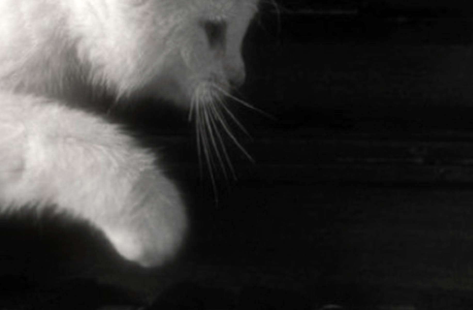 Wade Brides (Husband)