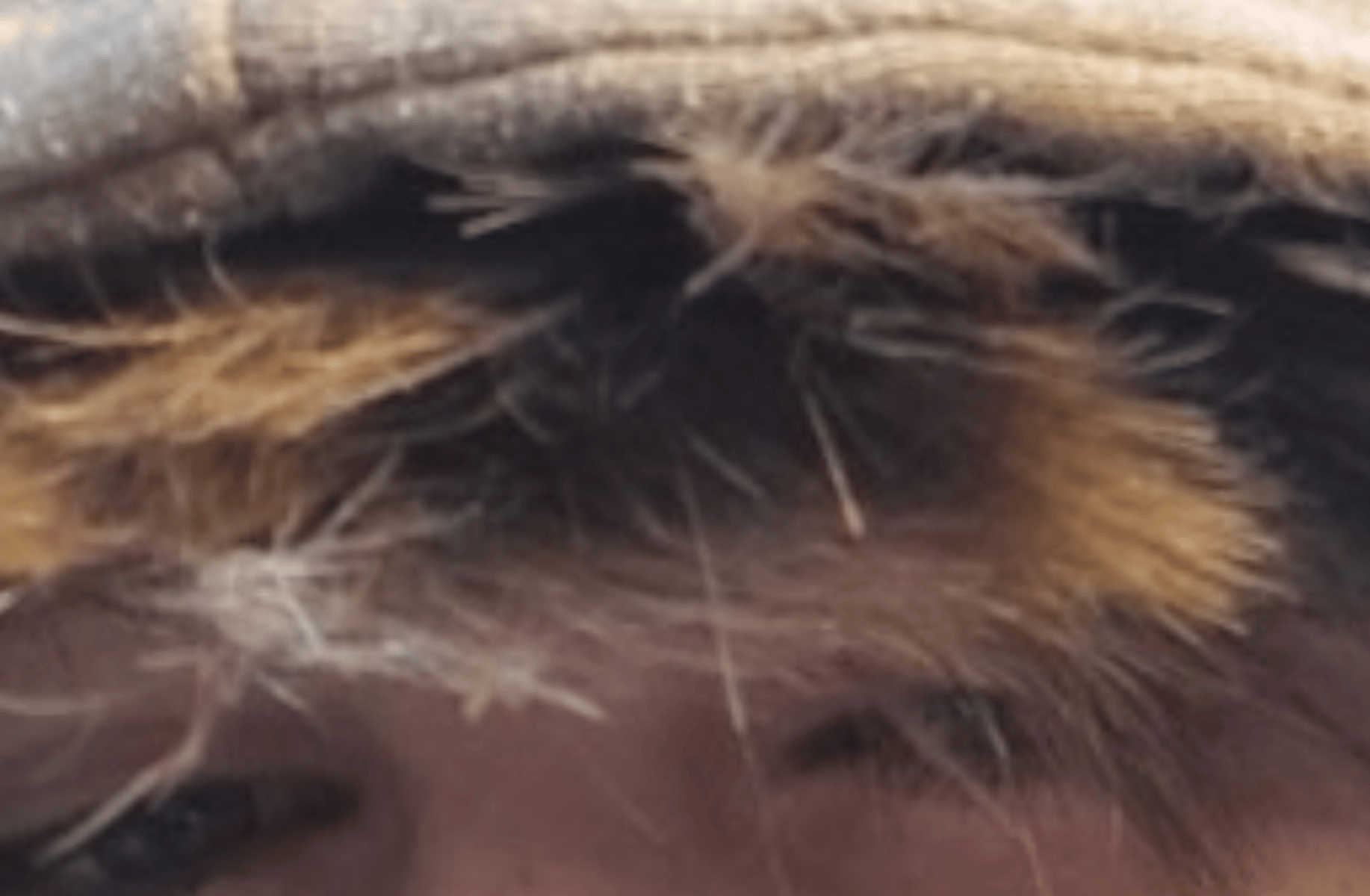 Jake