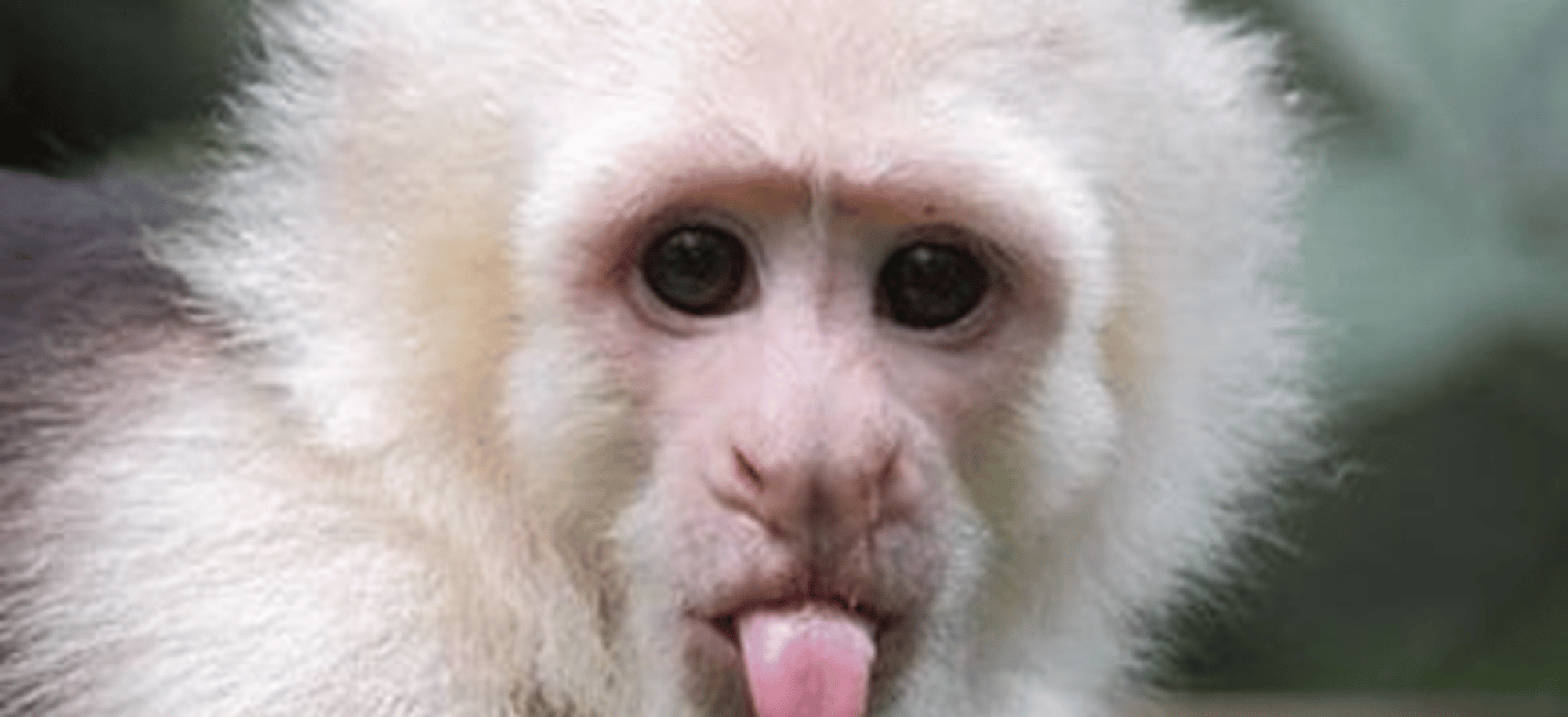 Funne monkey
