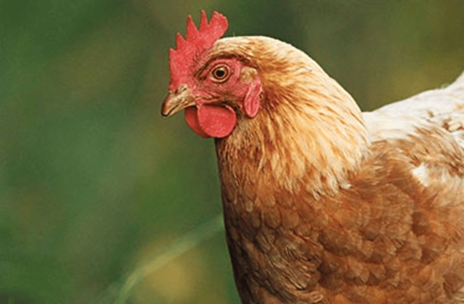 Hen (ur sweet girlfriend)