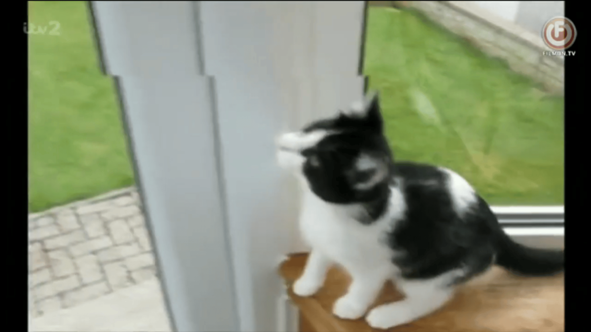 Boy