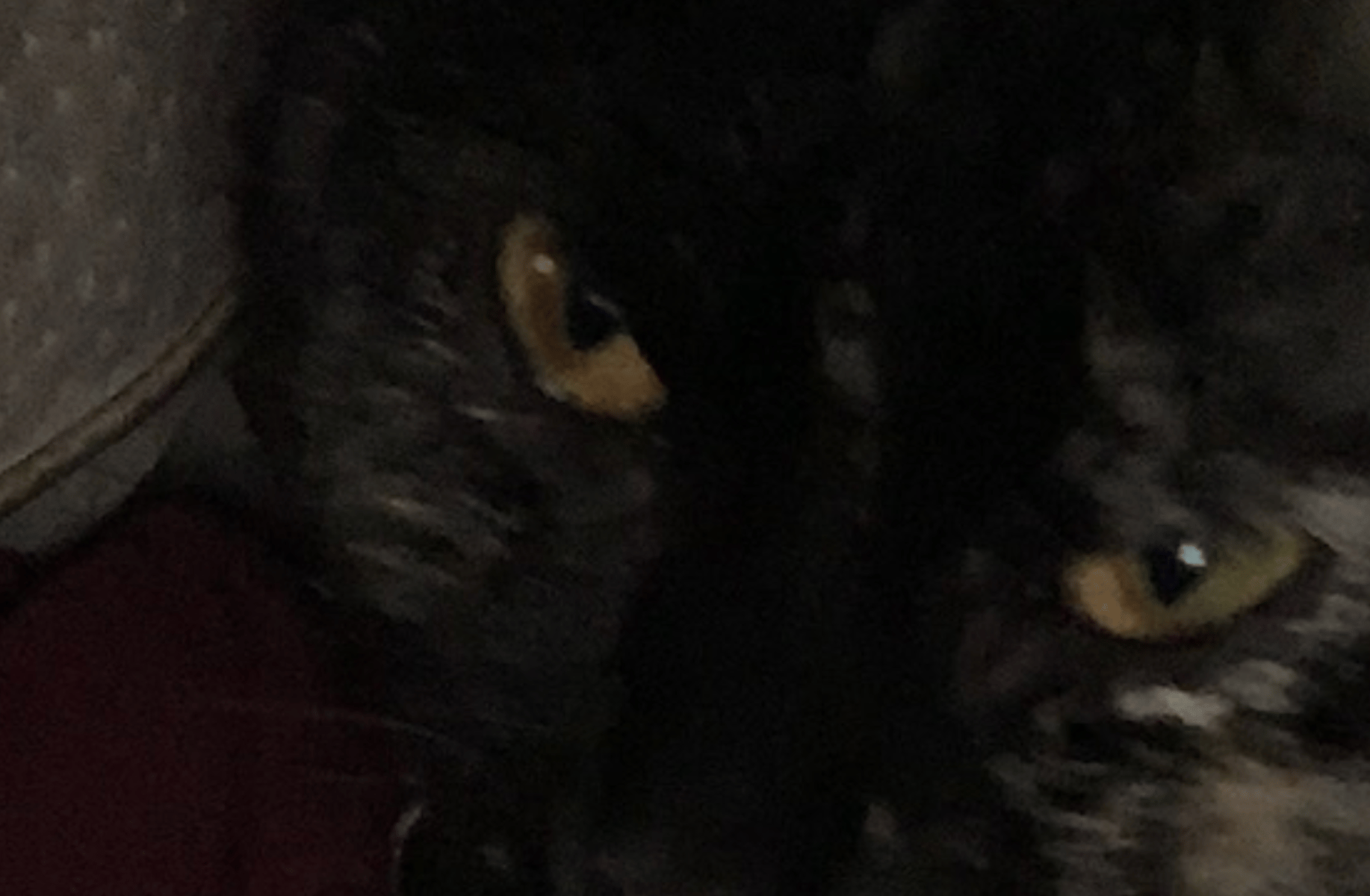 Your cat Mattie