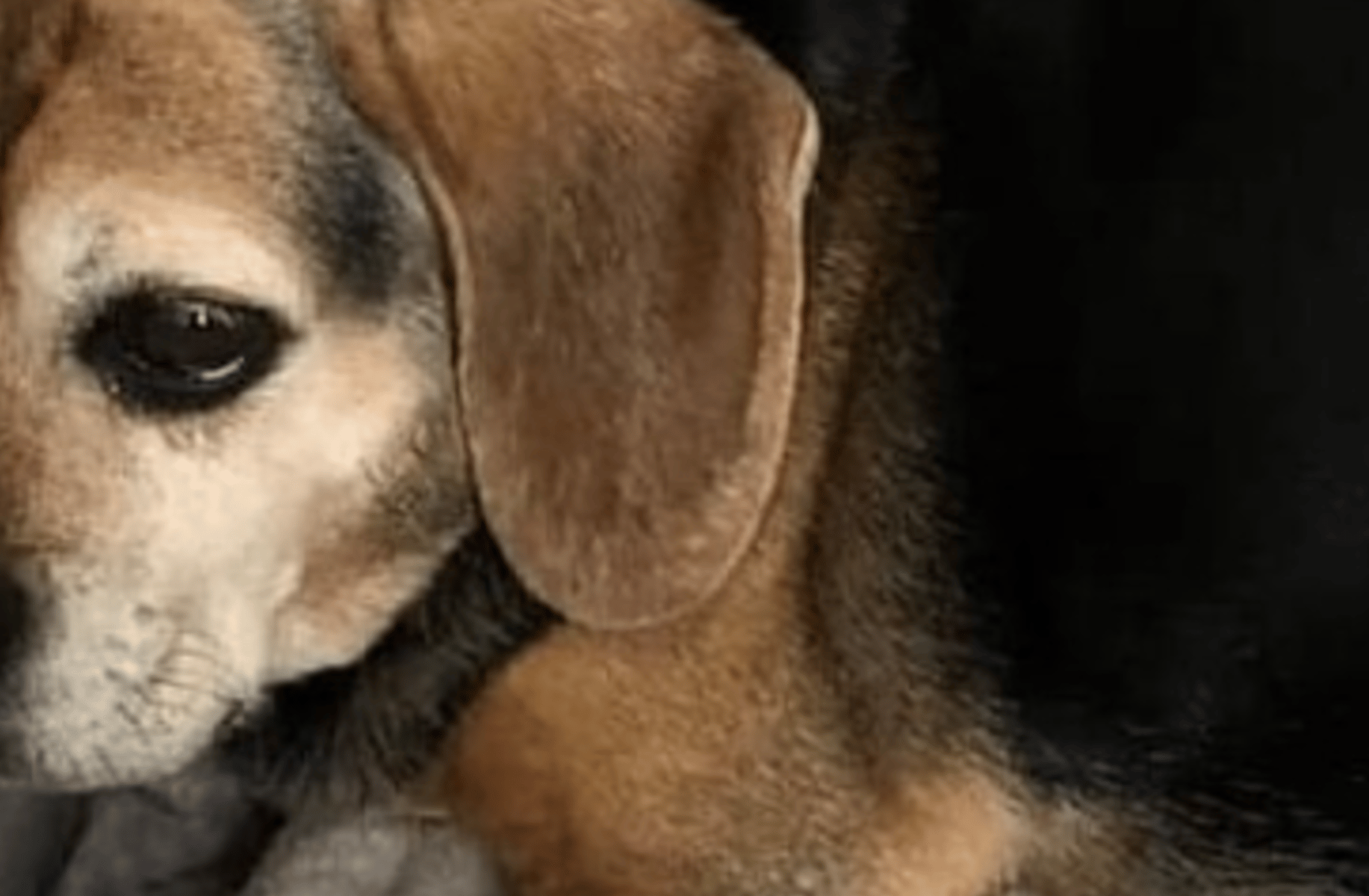 Eille girl dog