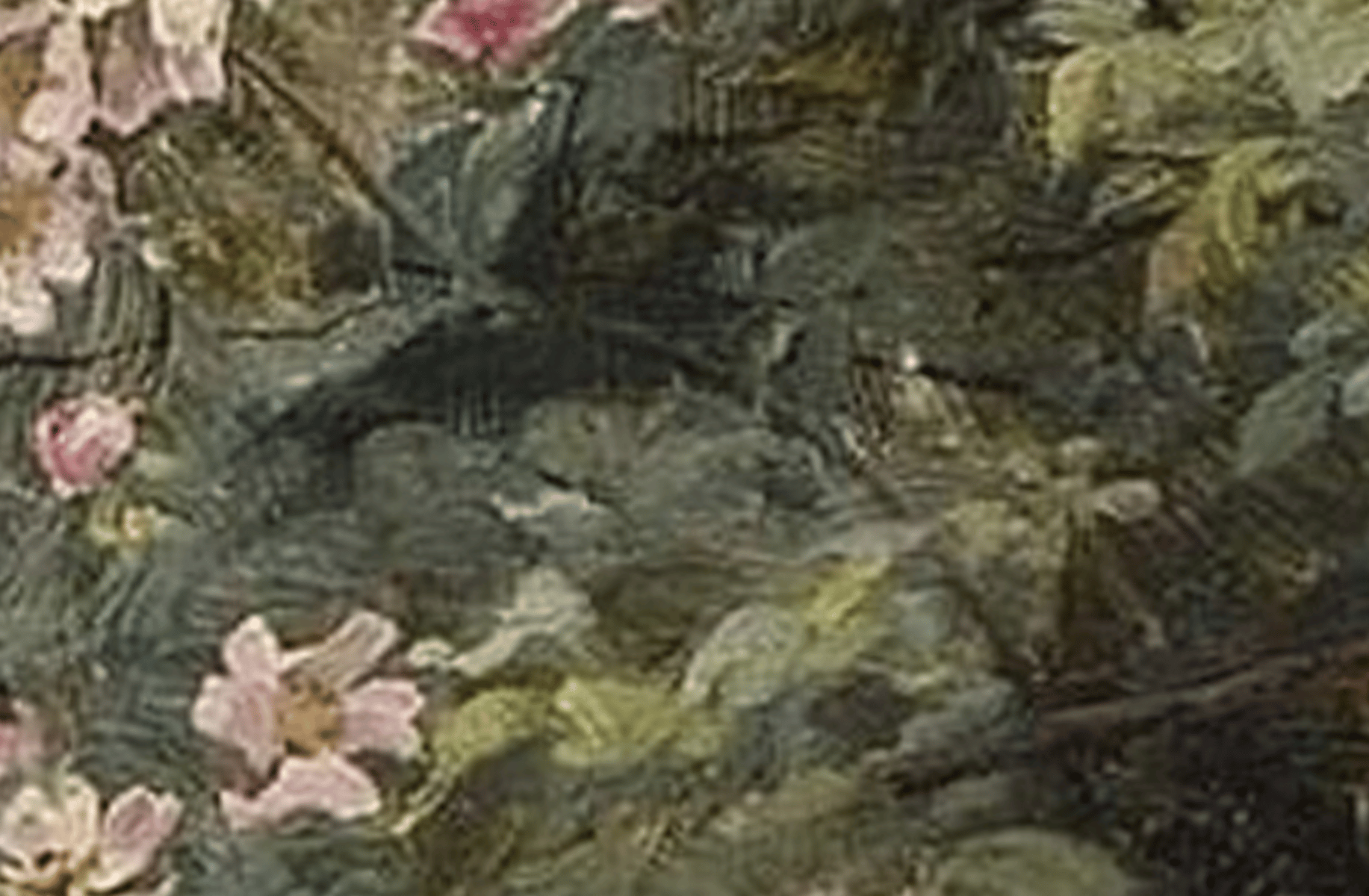 Camellia  fels