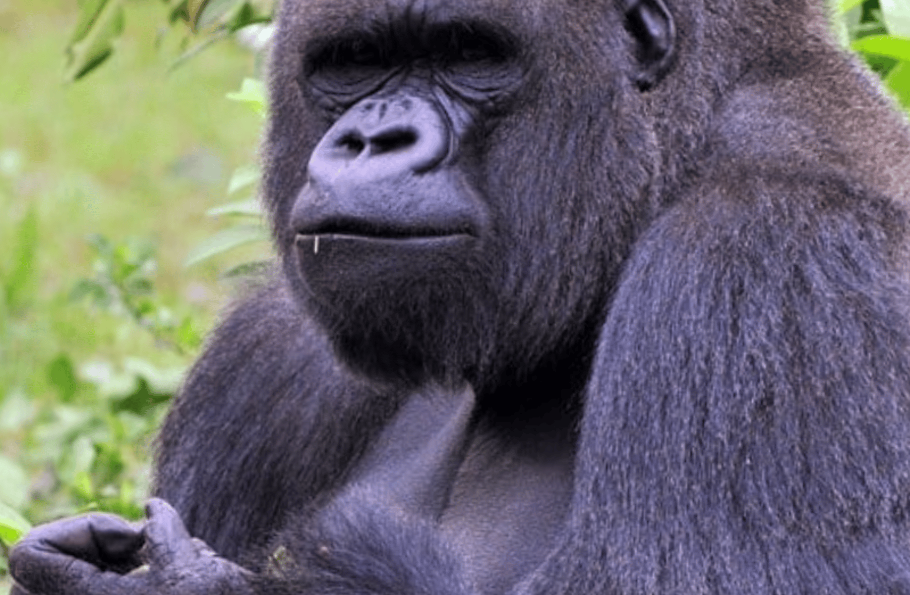 Gorilla