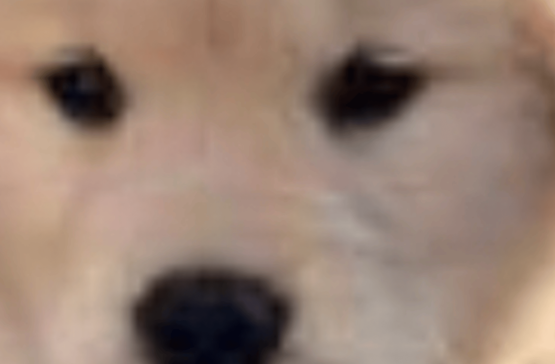 Cute Puppy