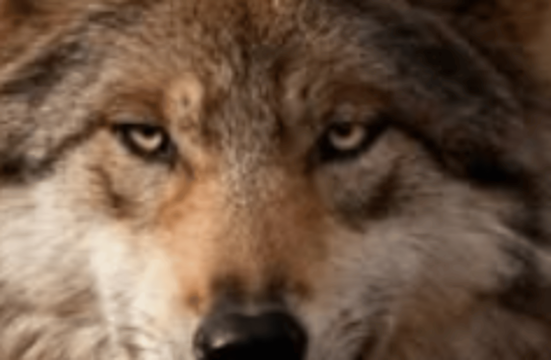 Wolf in heat