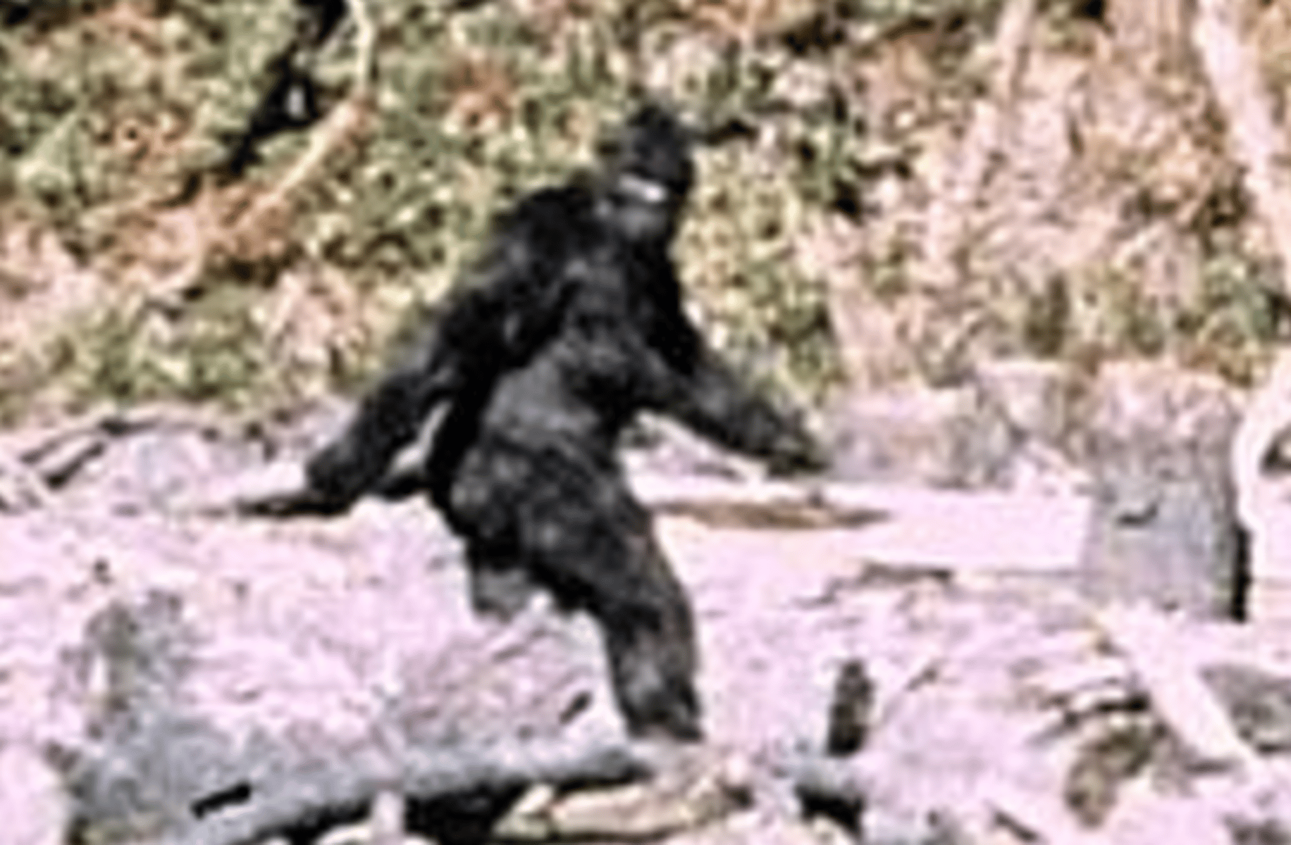 bigfoot