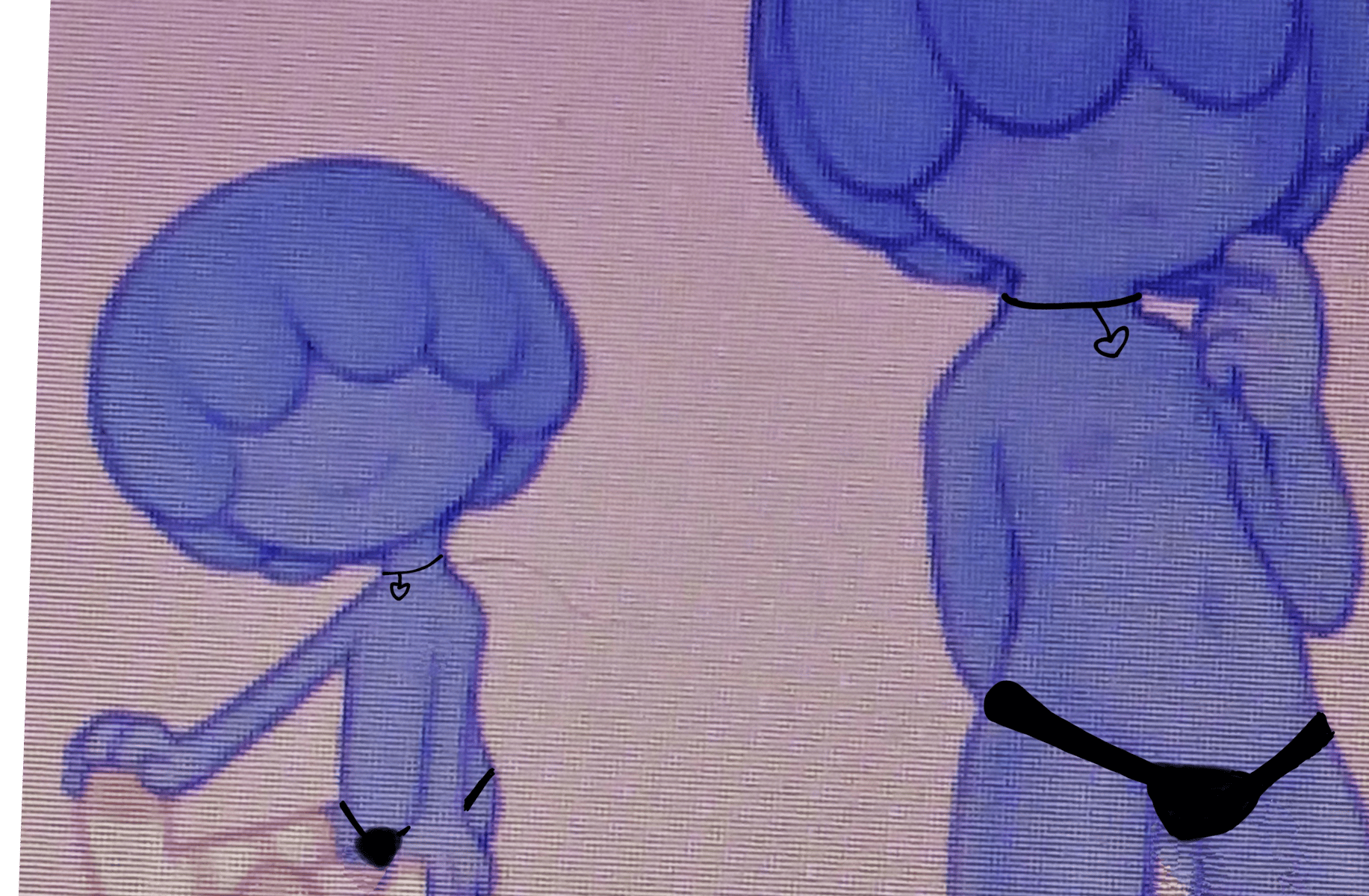 Ongo
