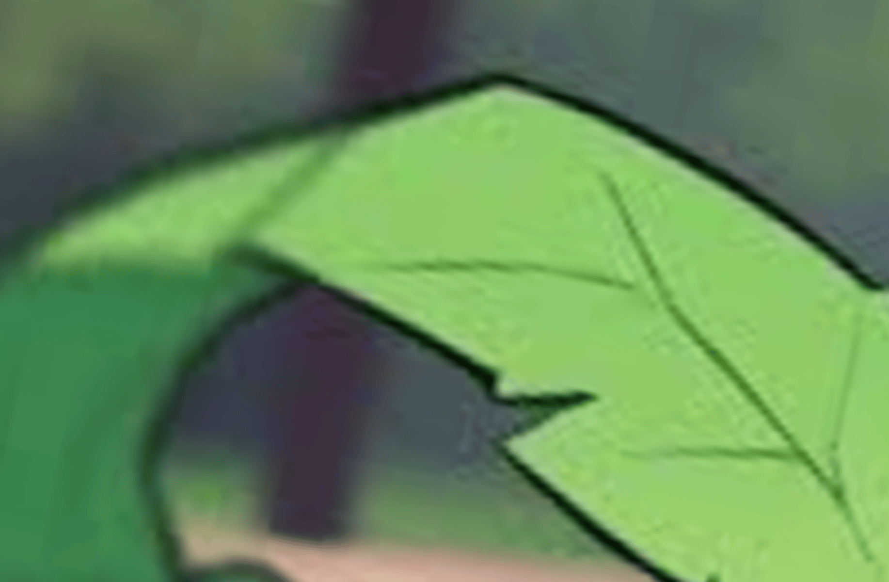 Ivy