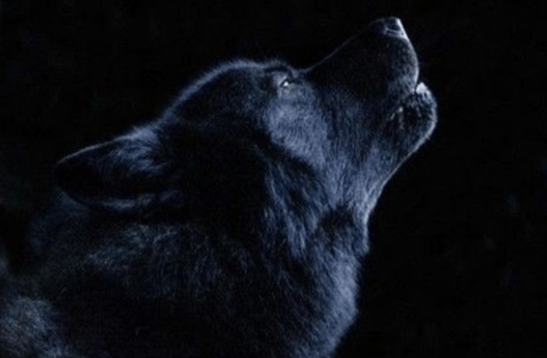 Alpha wolf