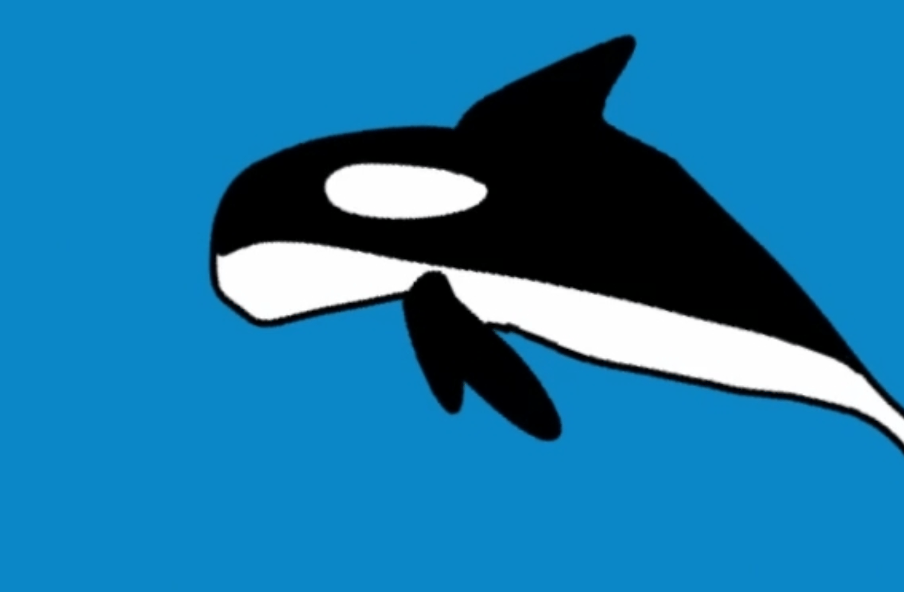 Drawing orca Killer whale