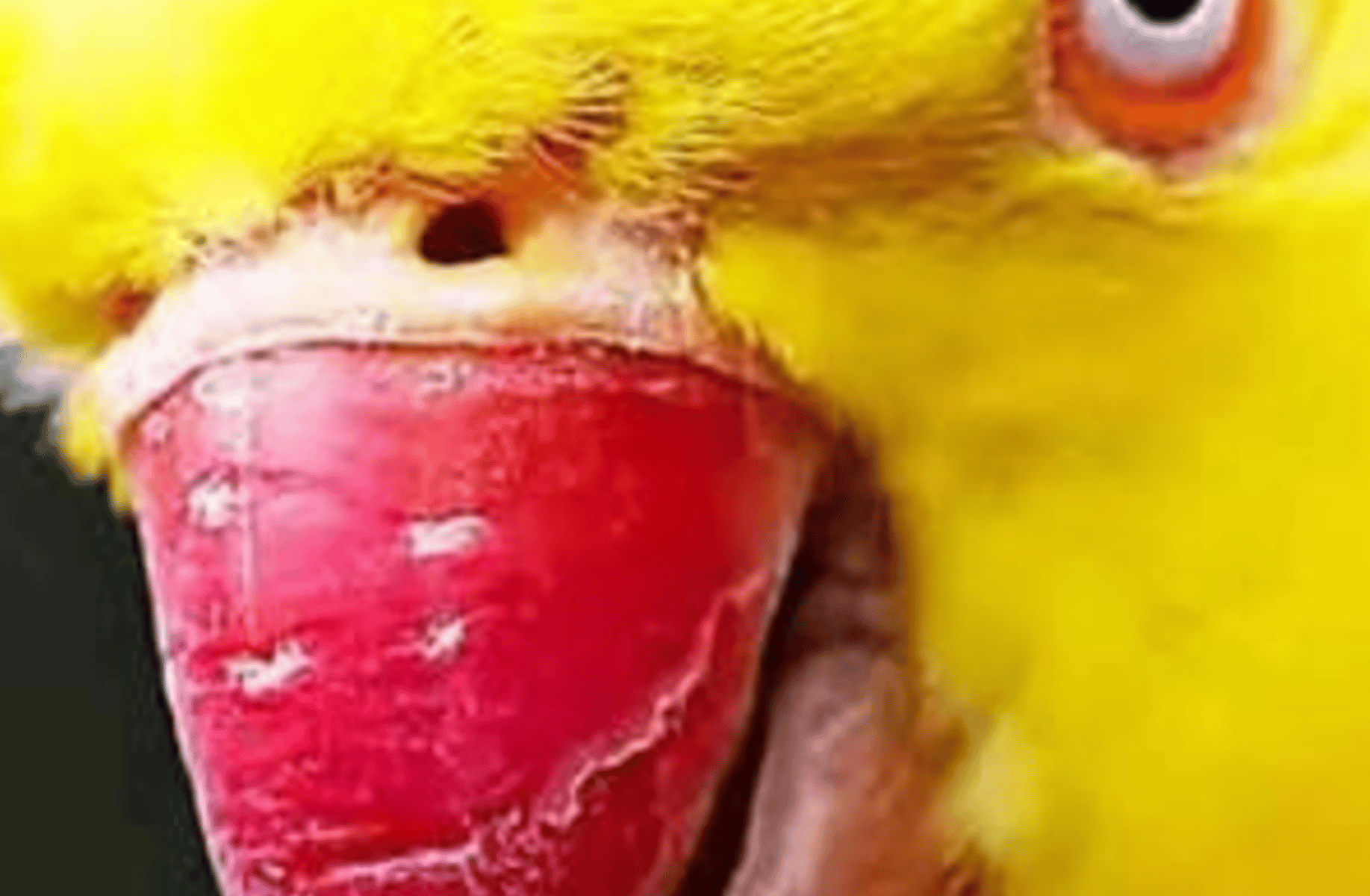 bird