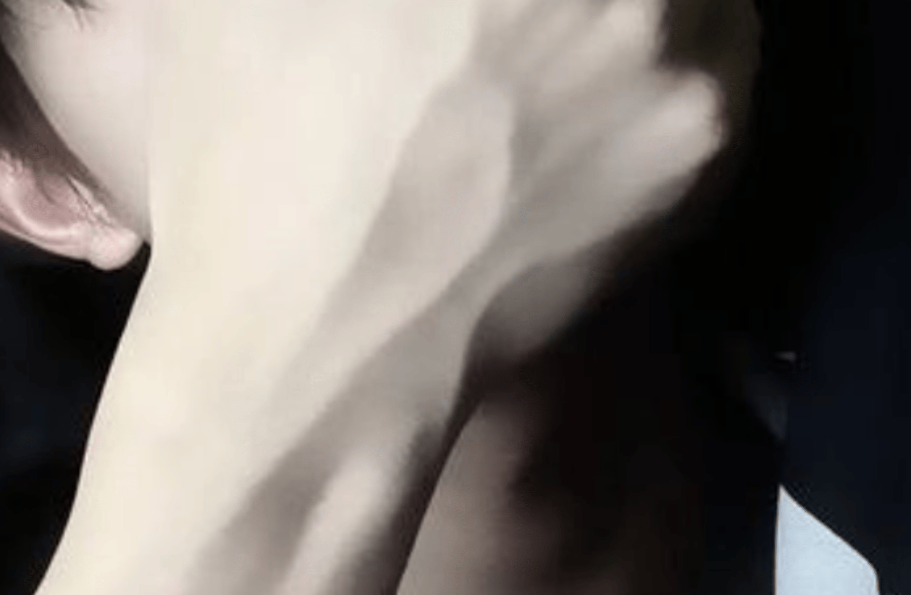 kaito