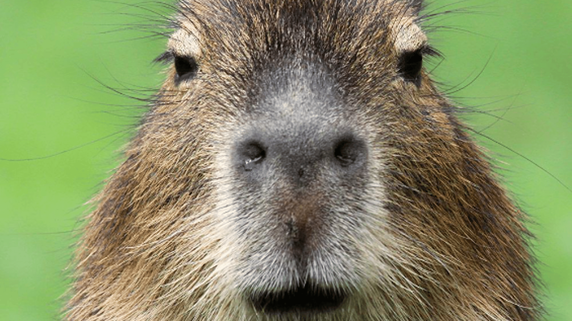 Capybara