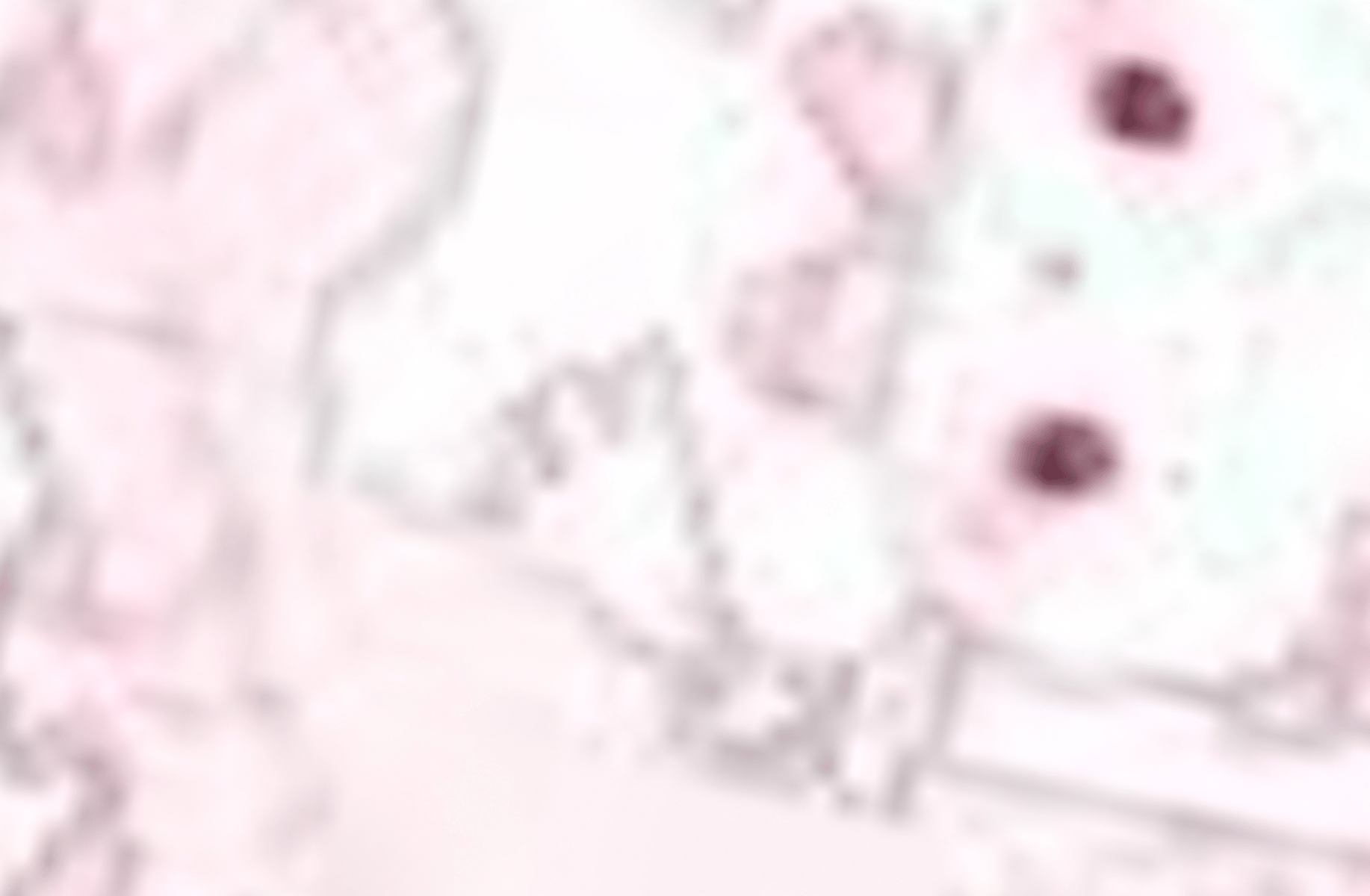 Pink bunny