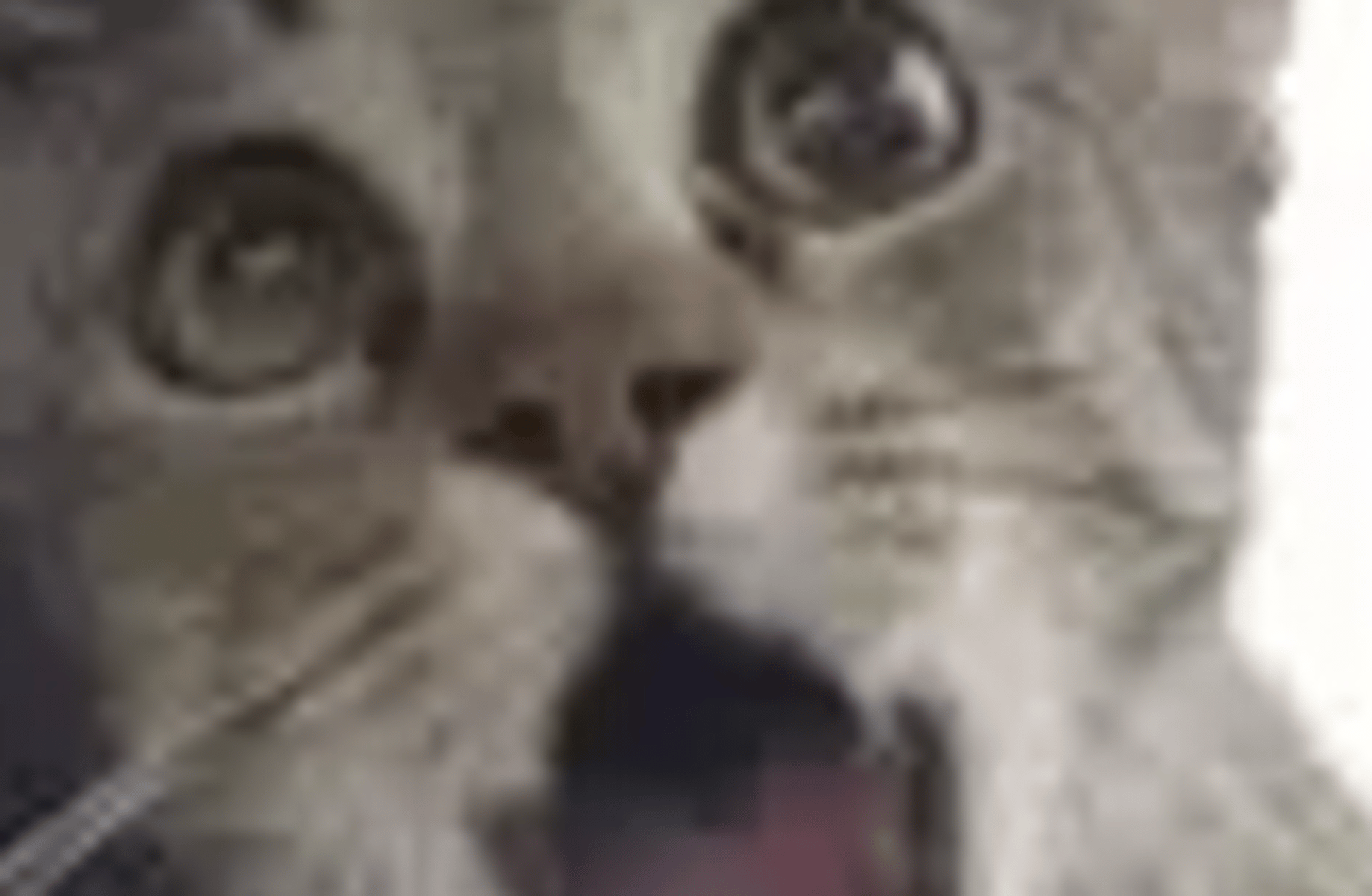Sad kitty :(