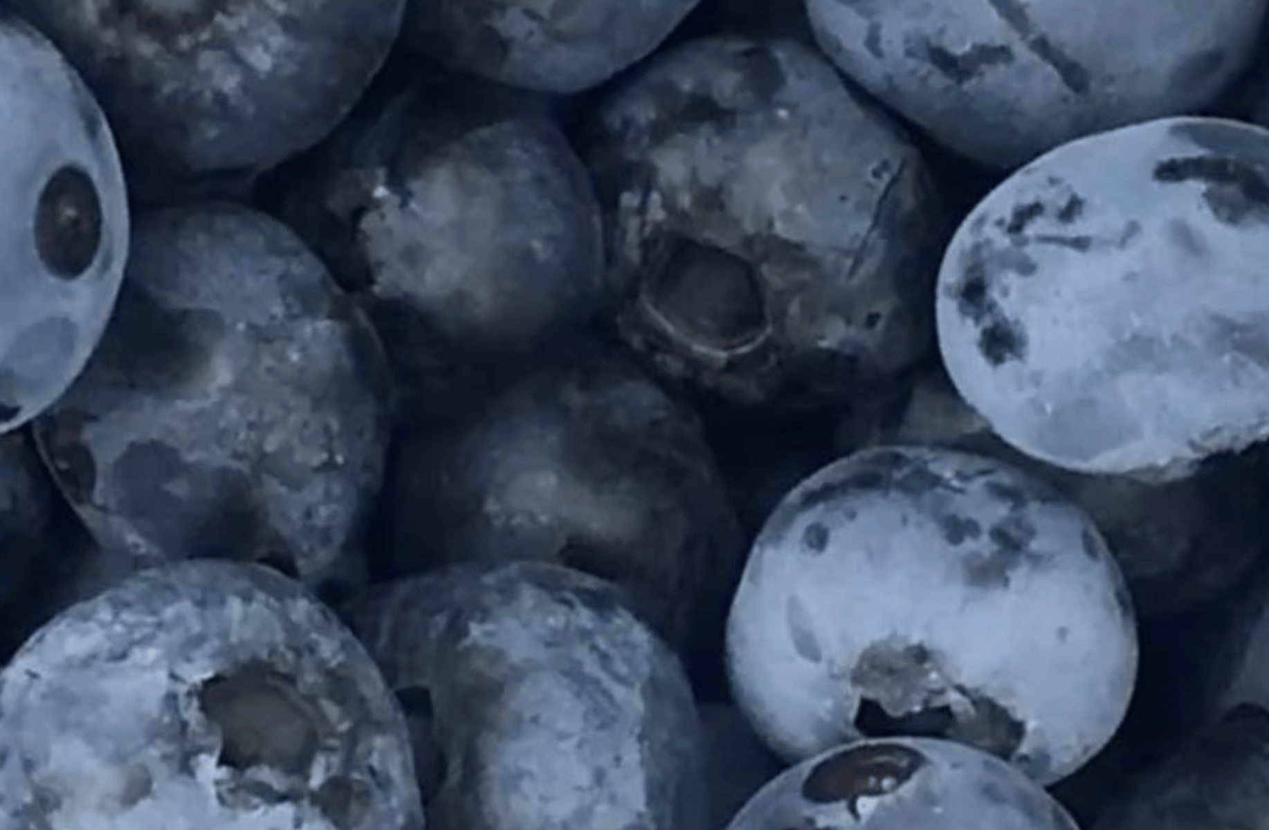 blueberry muffin !