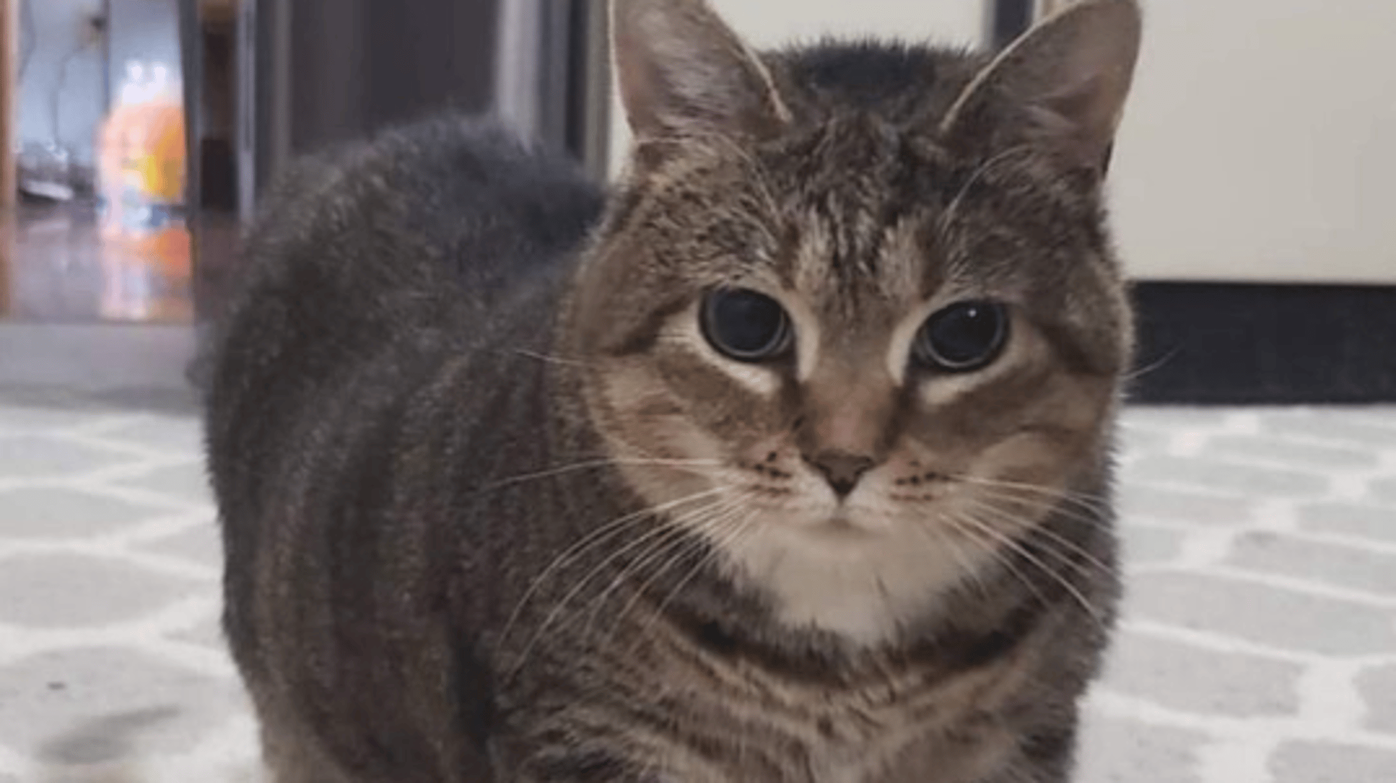 chill cat