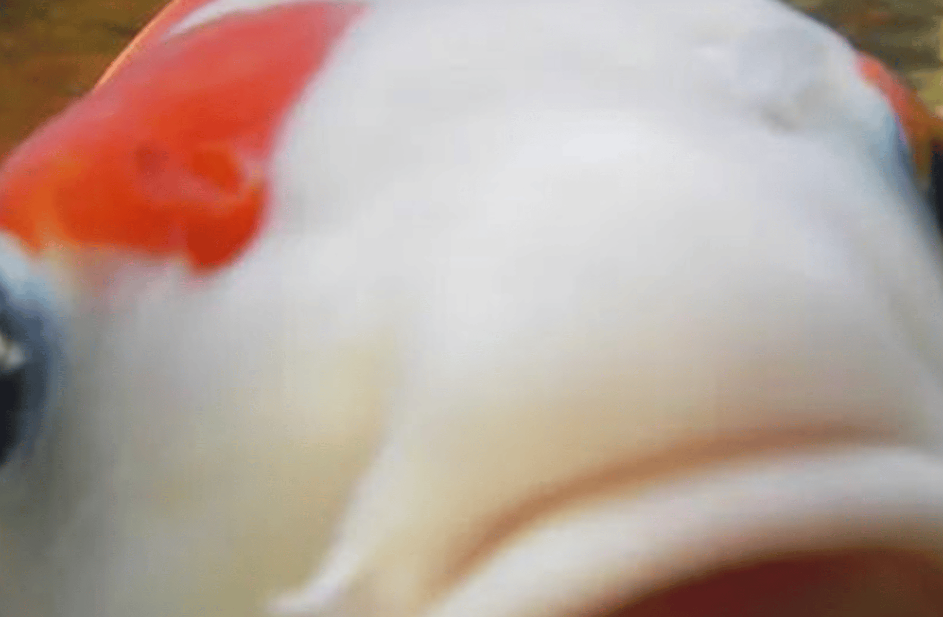 Koi fish cookie