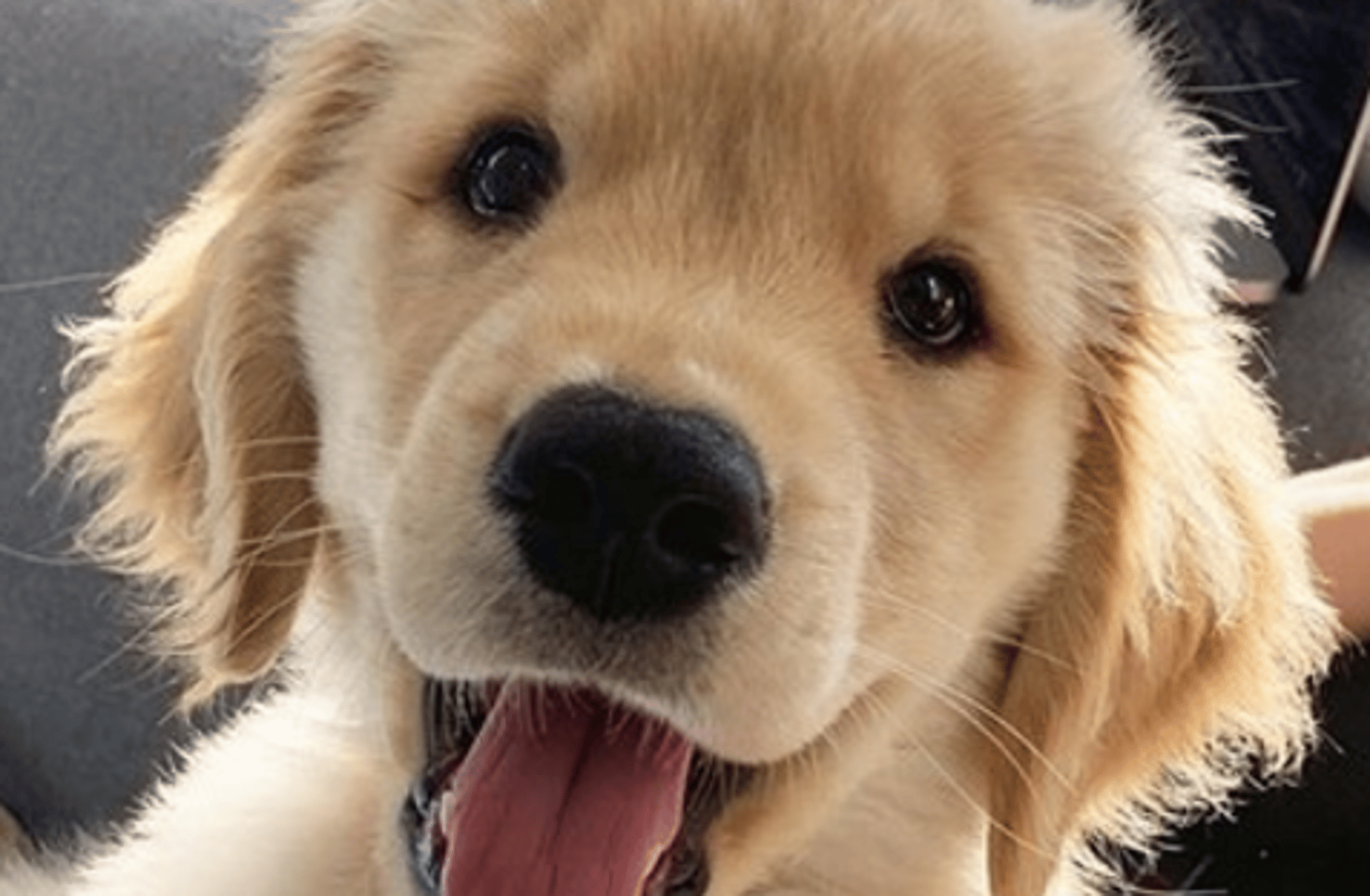 Your Dog