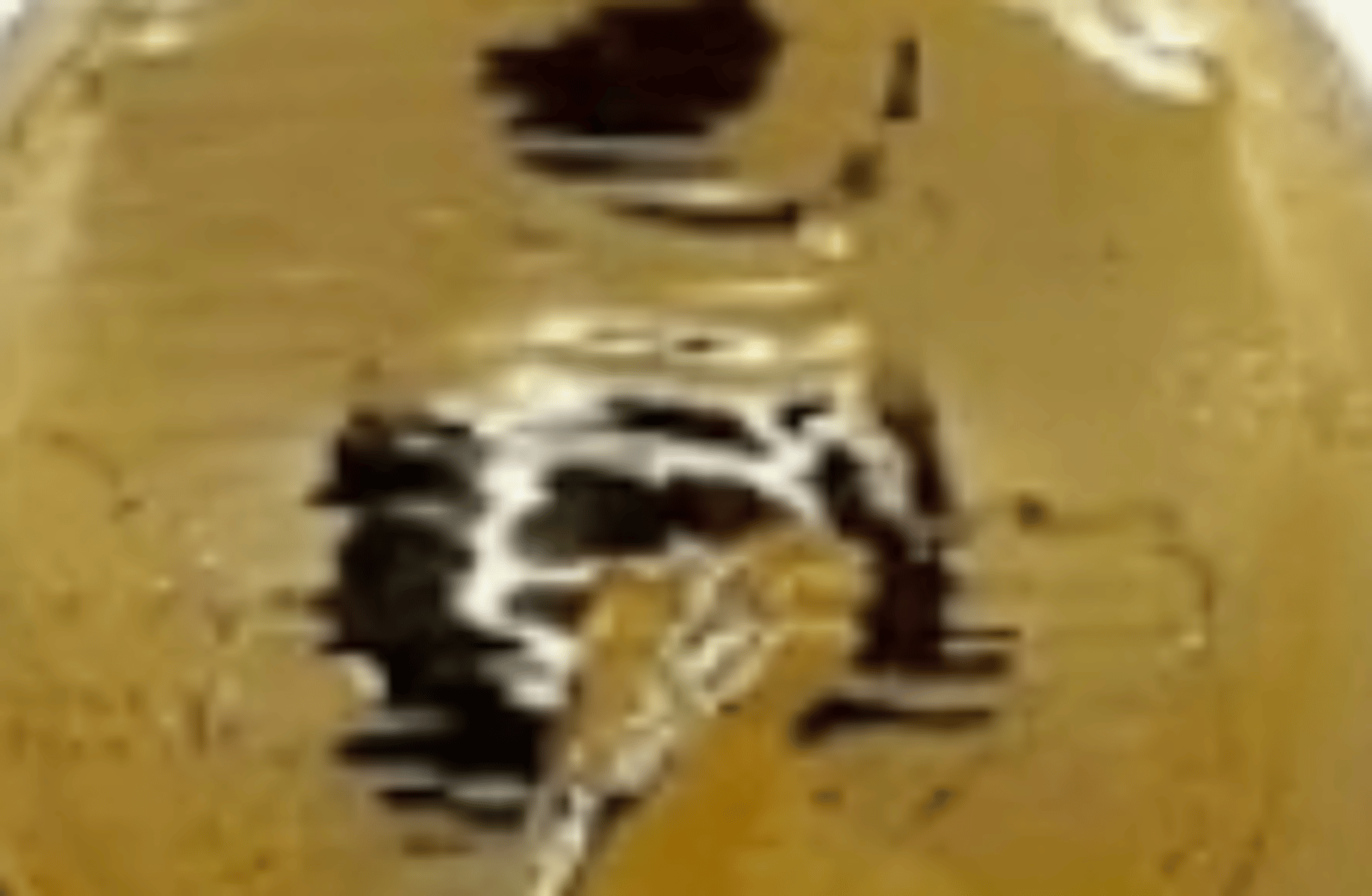 Brasil countryhumans