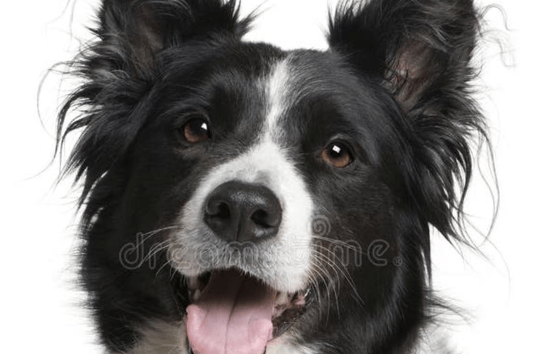 Tony the border Collie