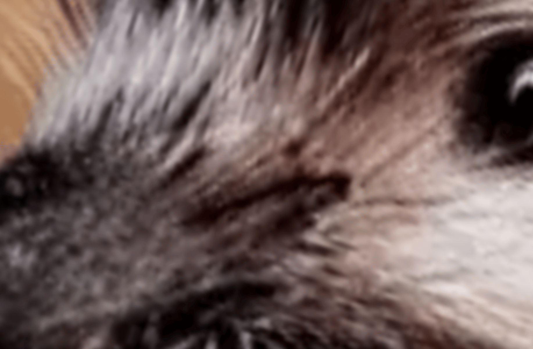 Blue hedgehog