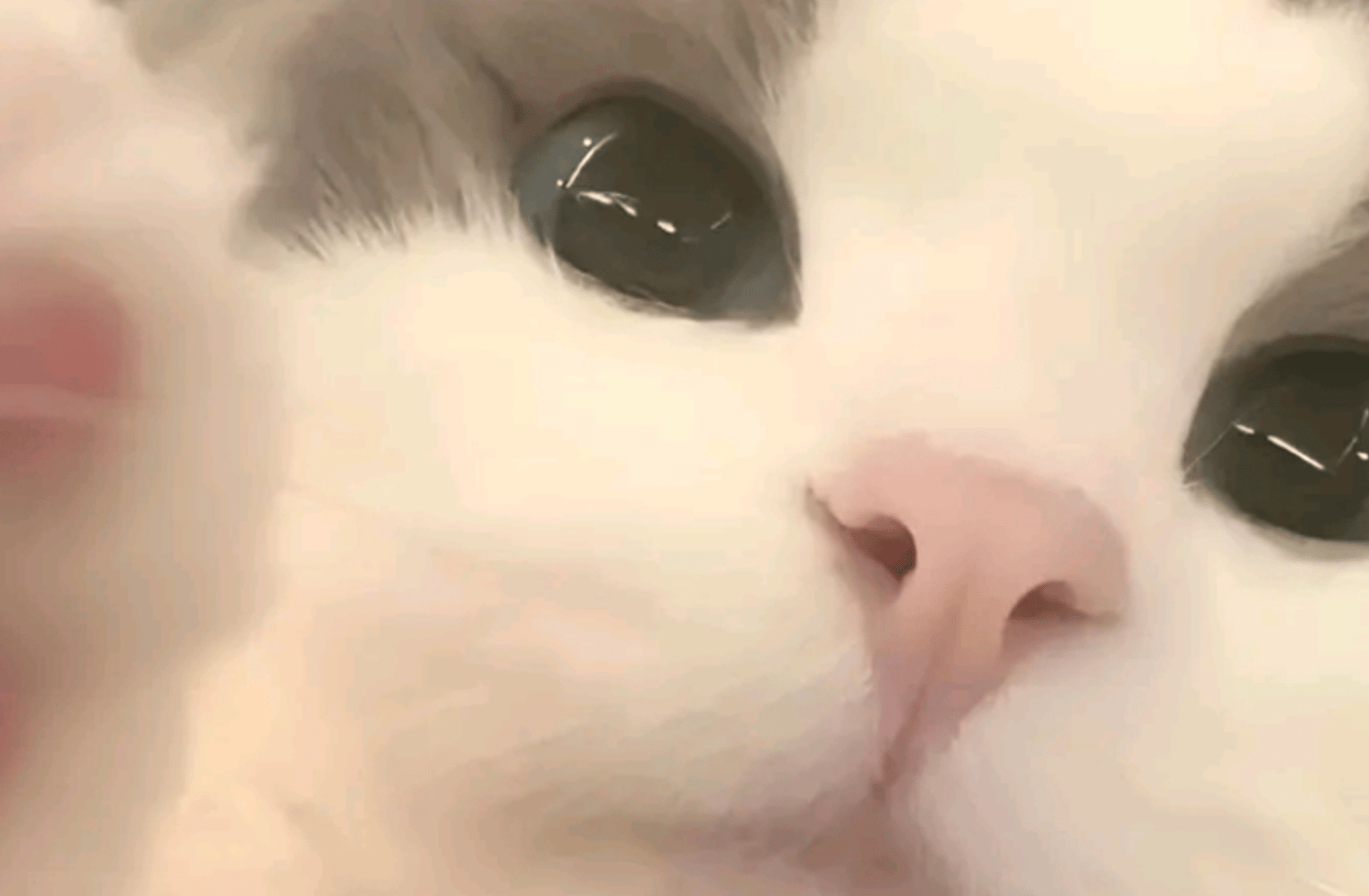 Adopt this cat