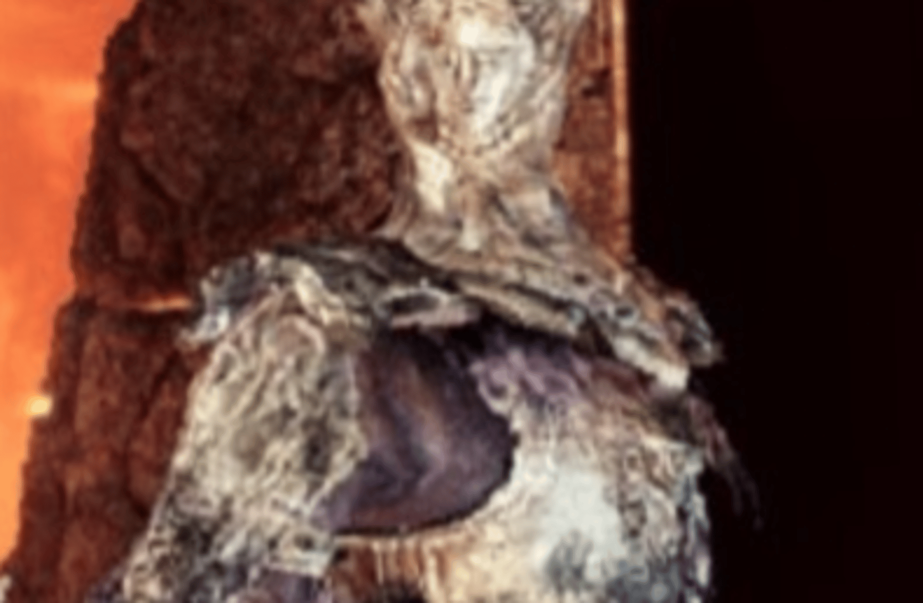 Burnt Ivory King