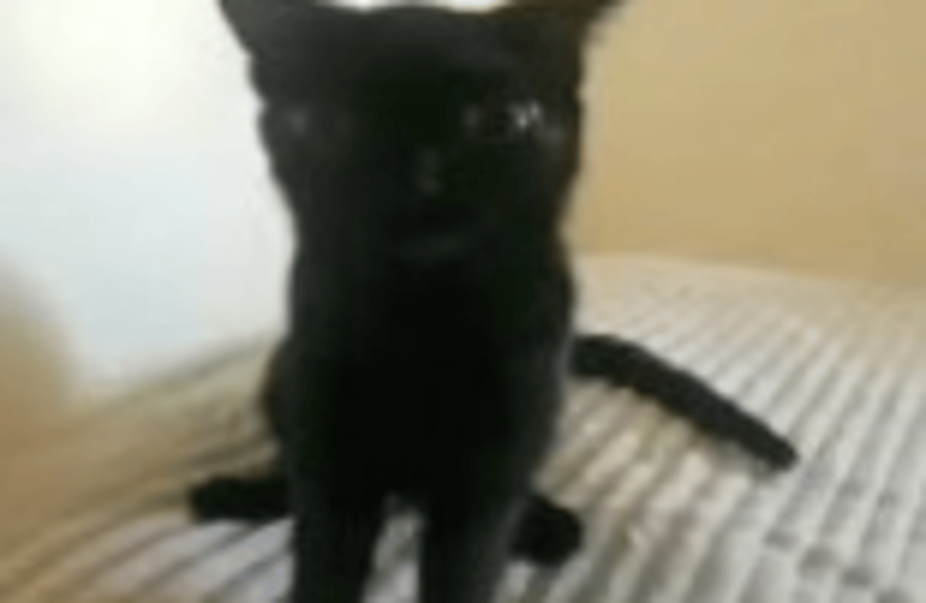 Sploinky