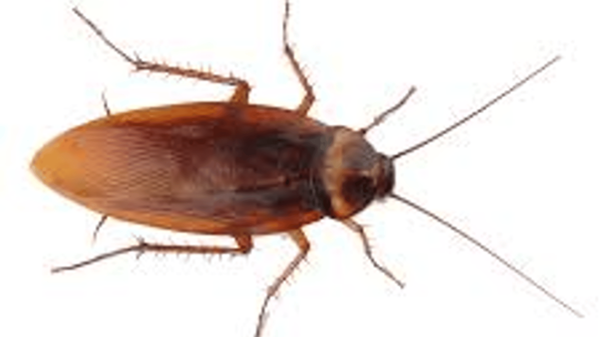 roach <3