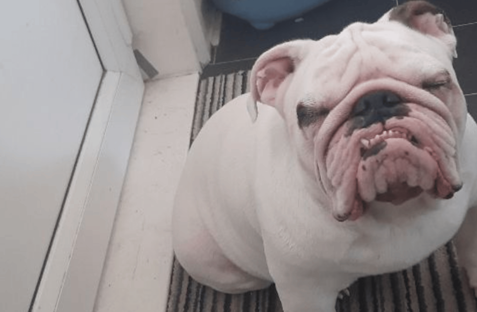 My dog