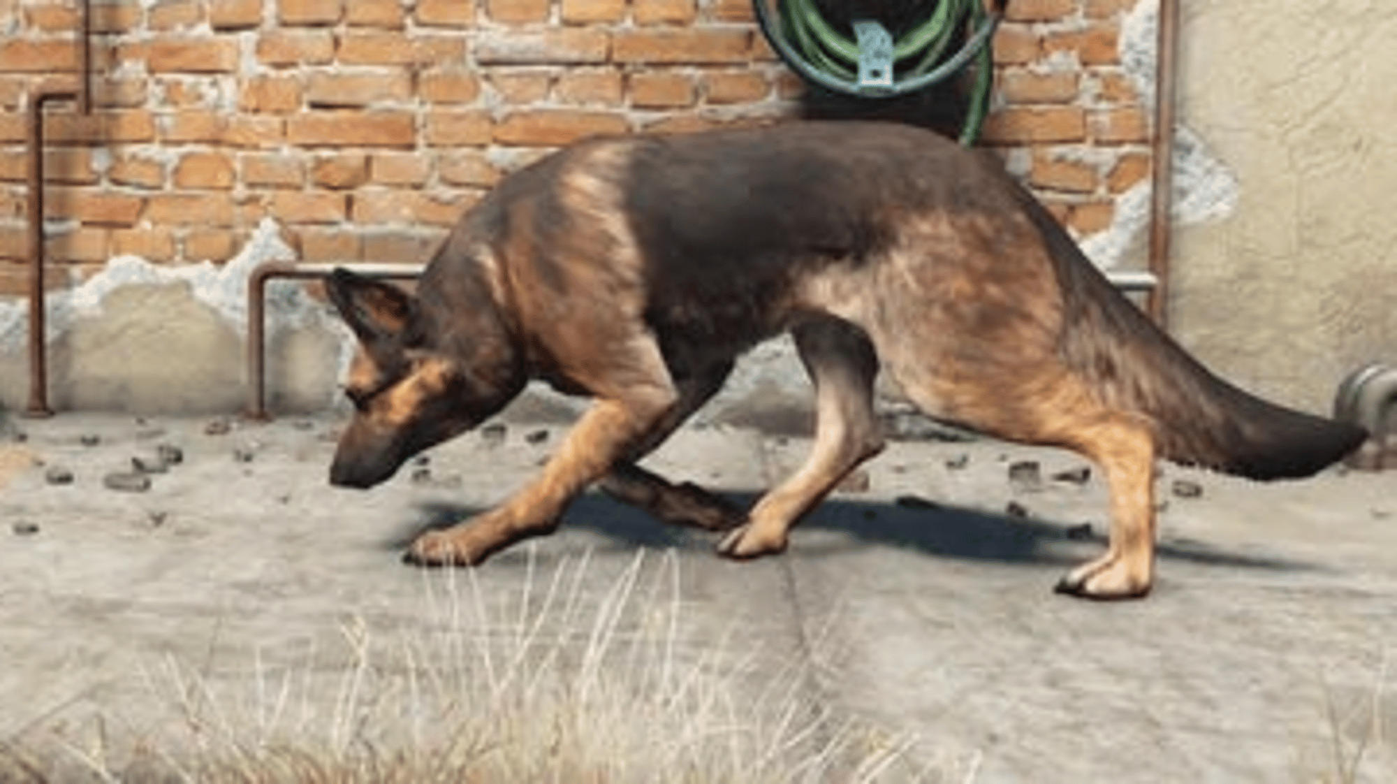 Dogmeat