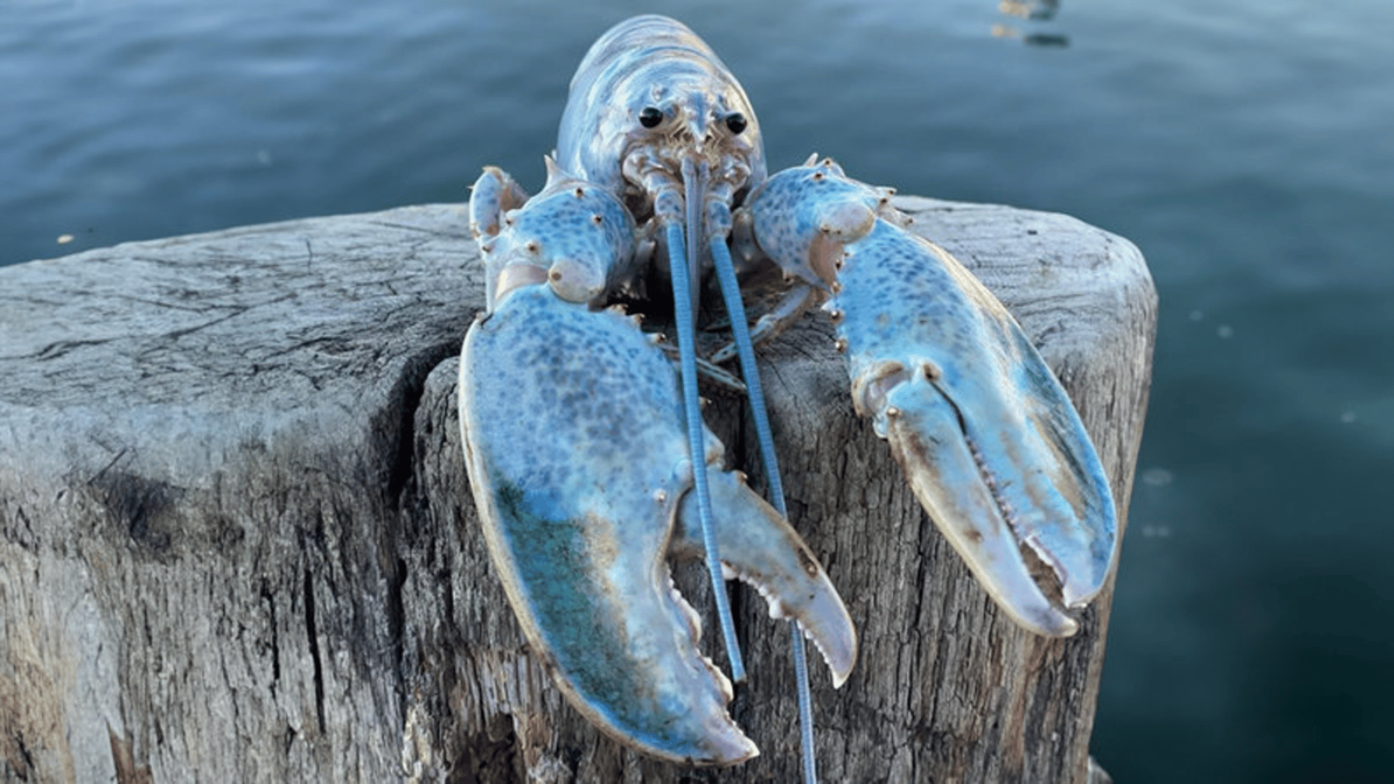 This stupid thing i made