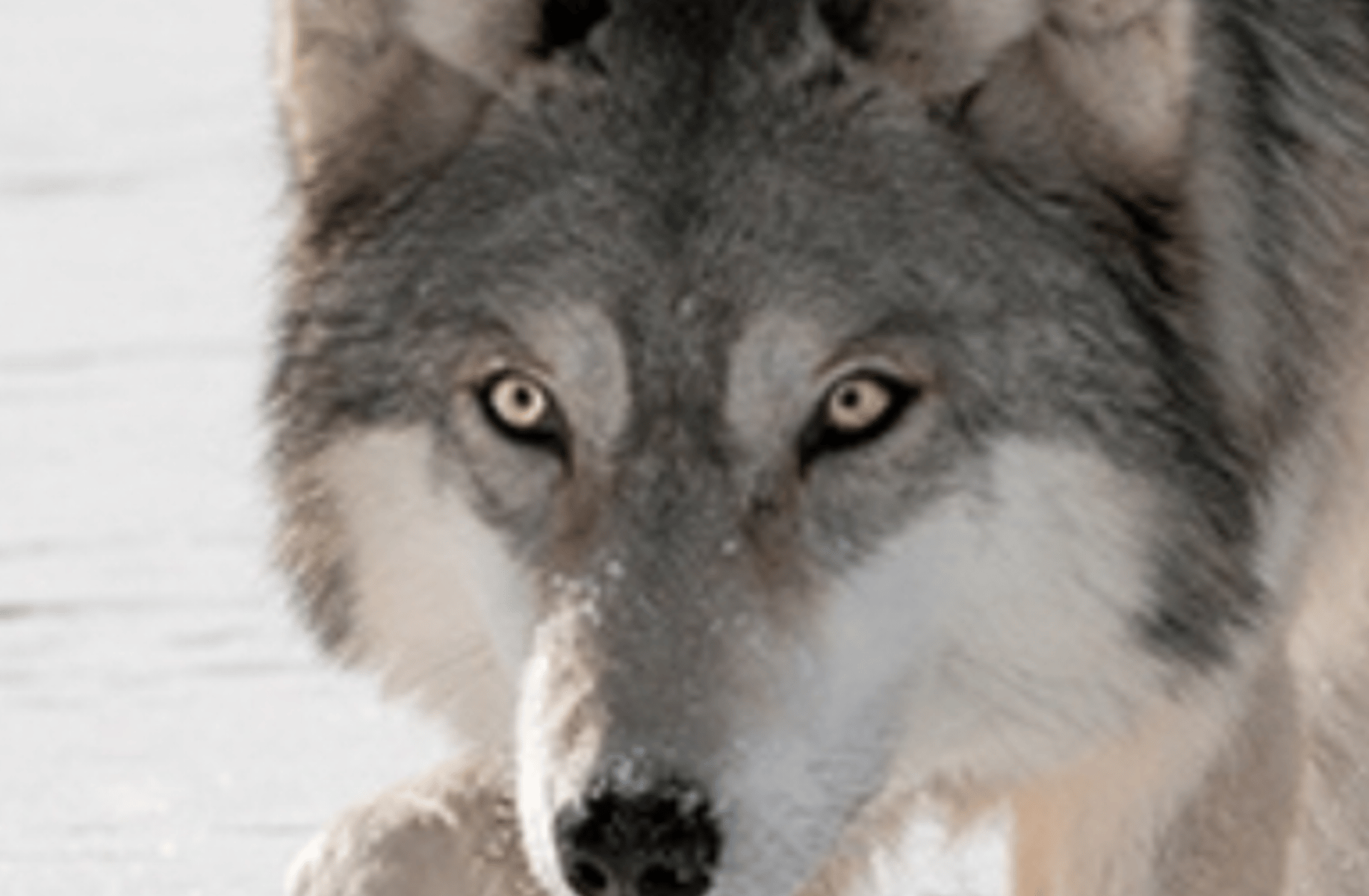 Your pet wolf
