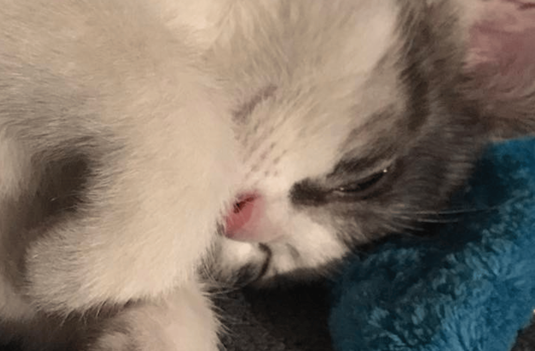 Gienek (your cat)