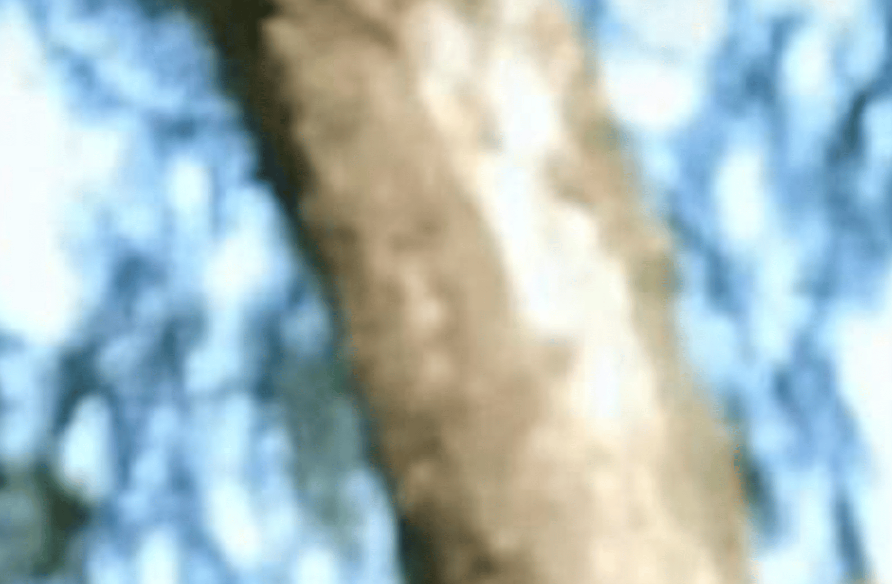 Mi