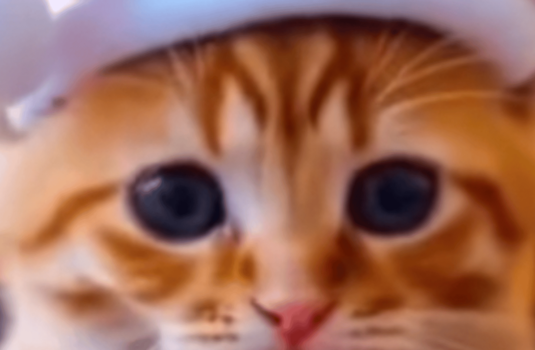 Xmas cat
